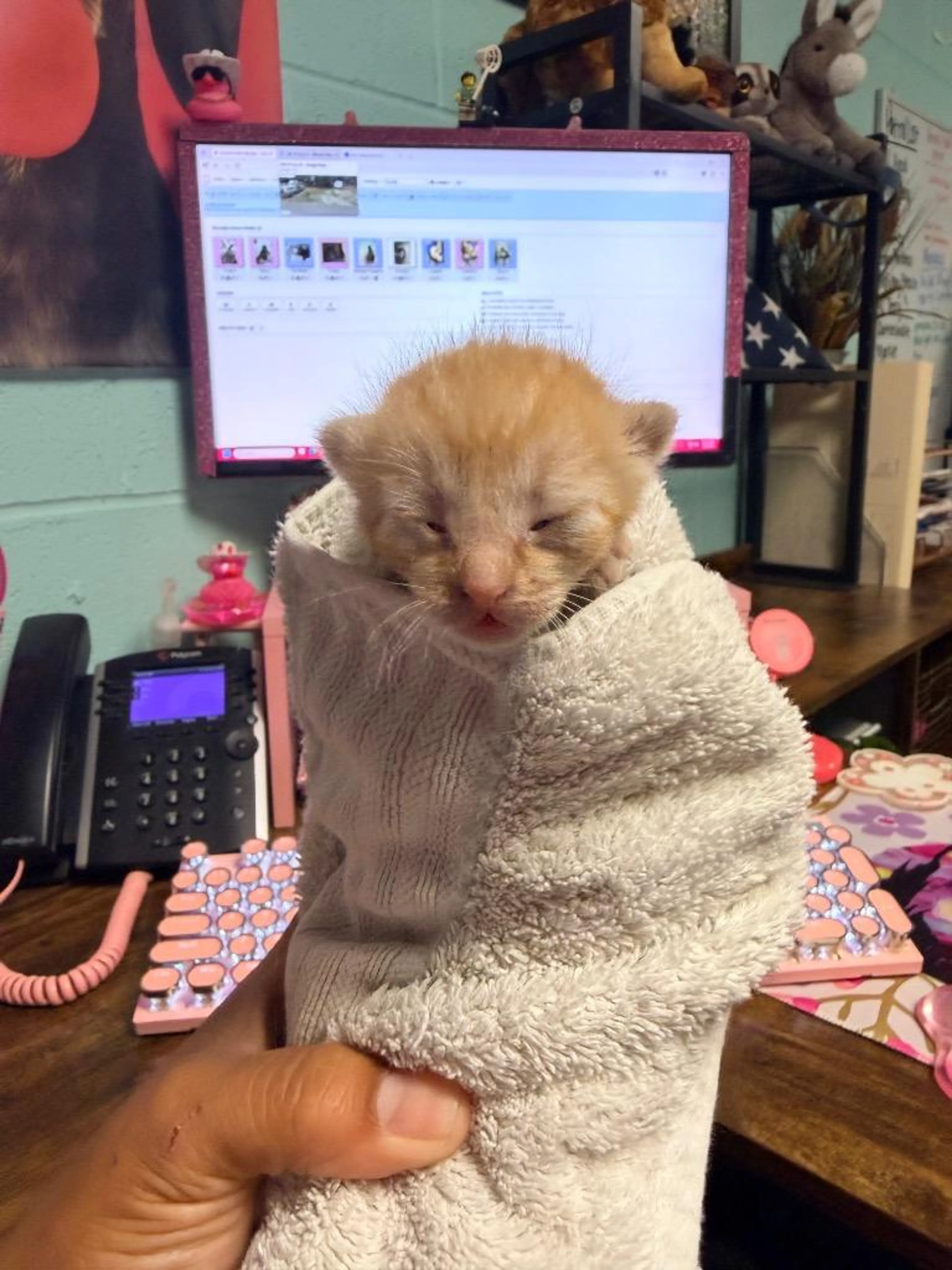 Found pet-0
