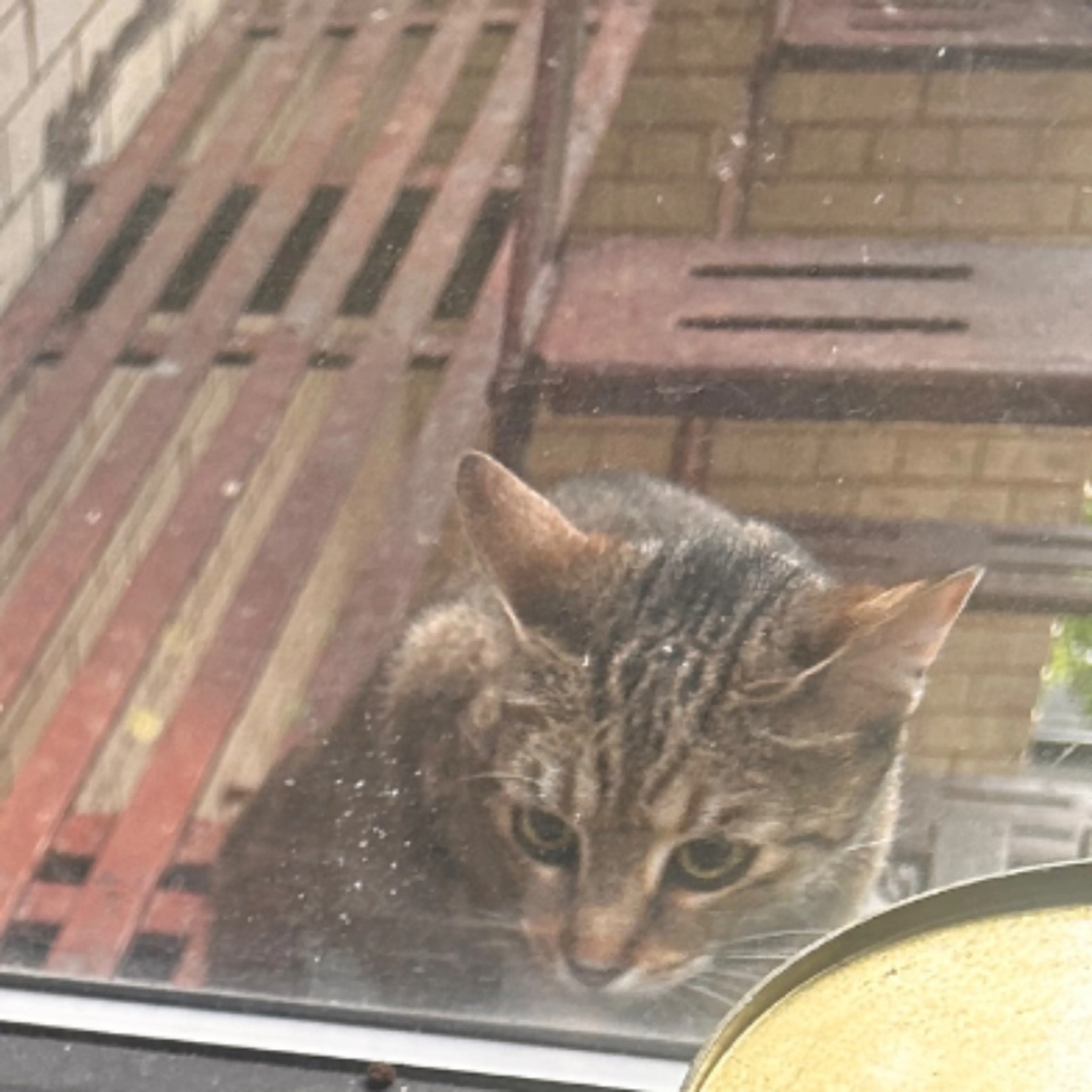 Found pet-0