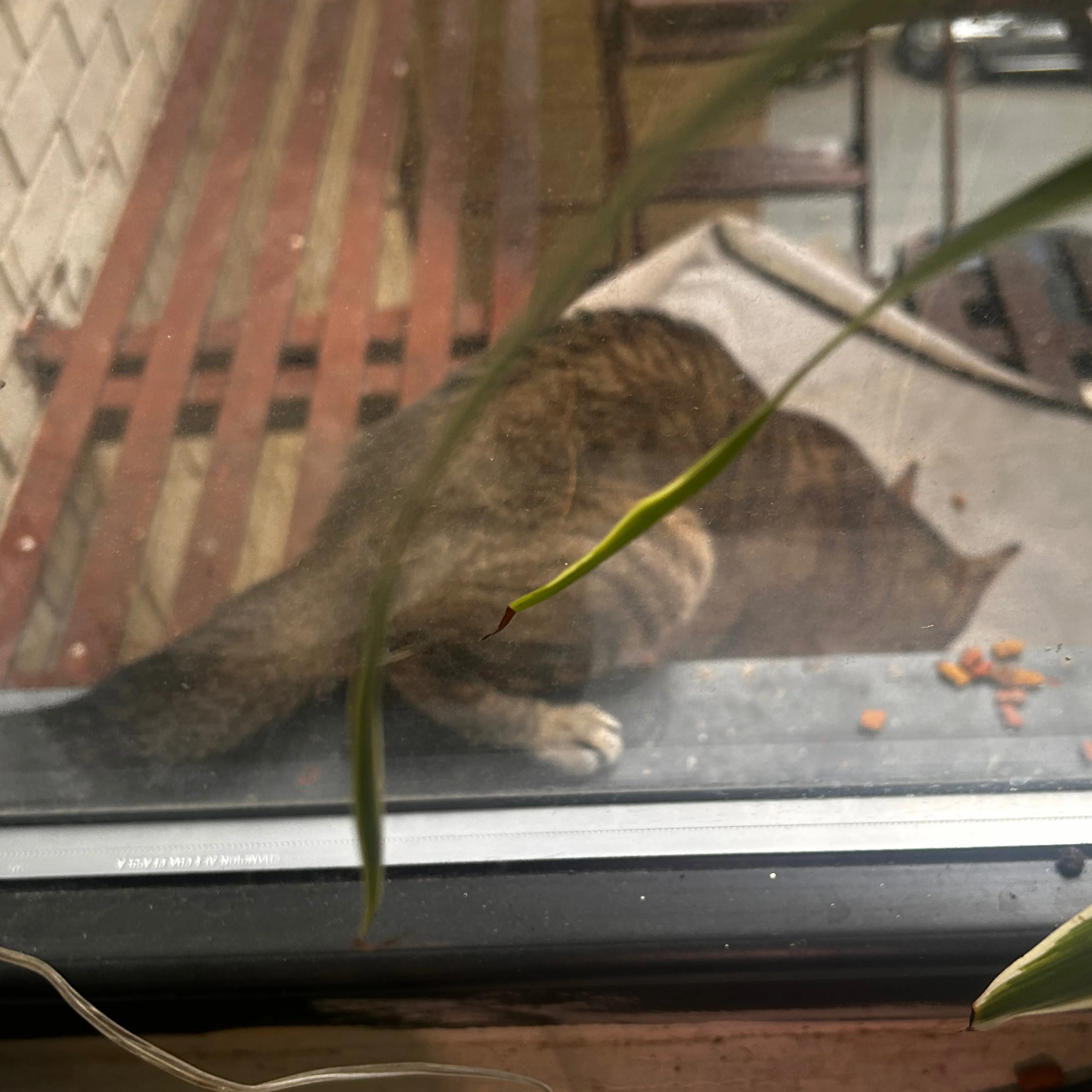 Found pet-1