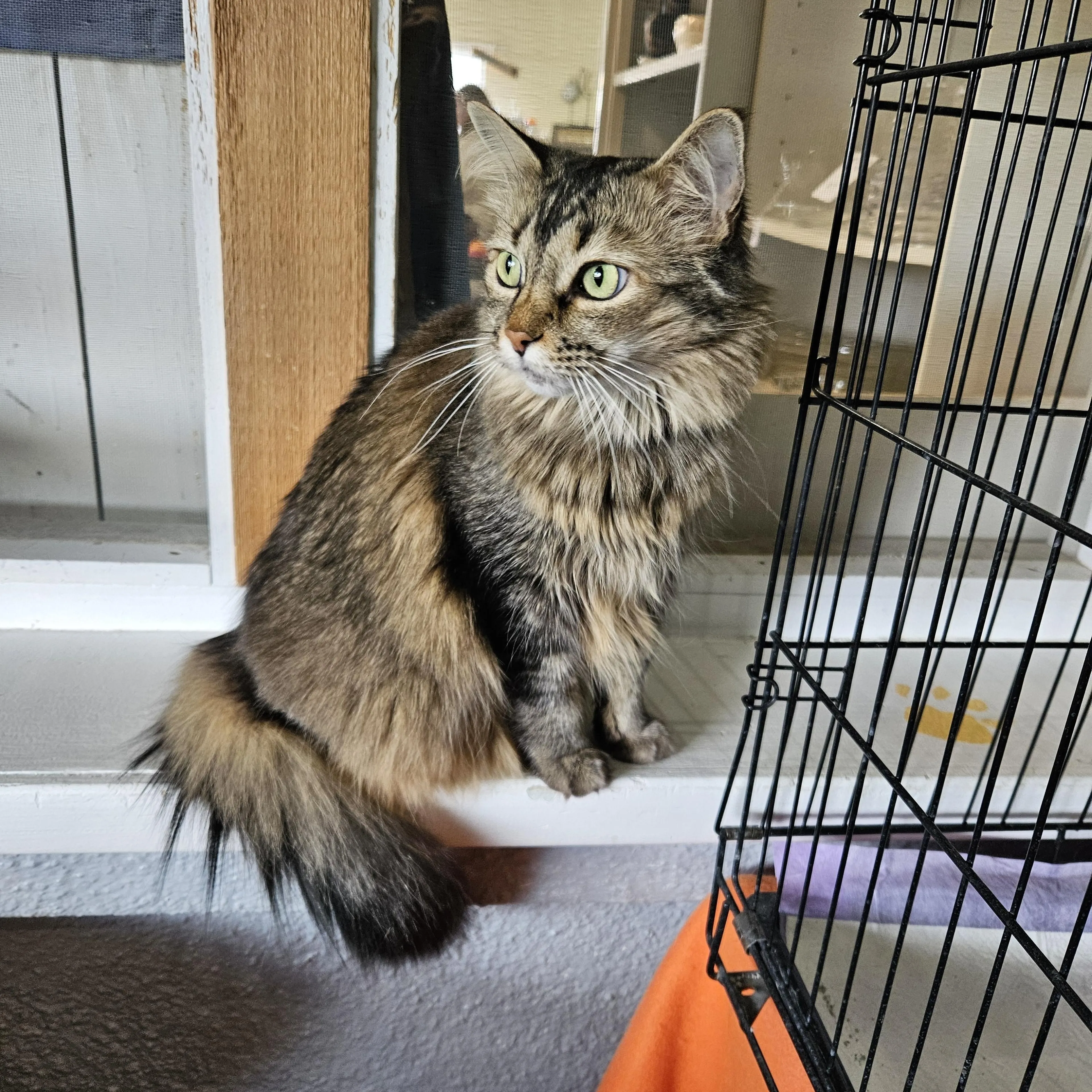 Found pet-1