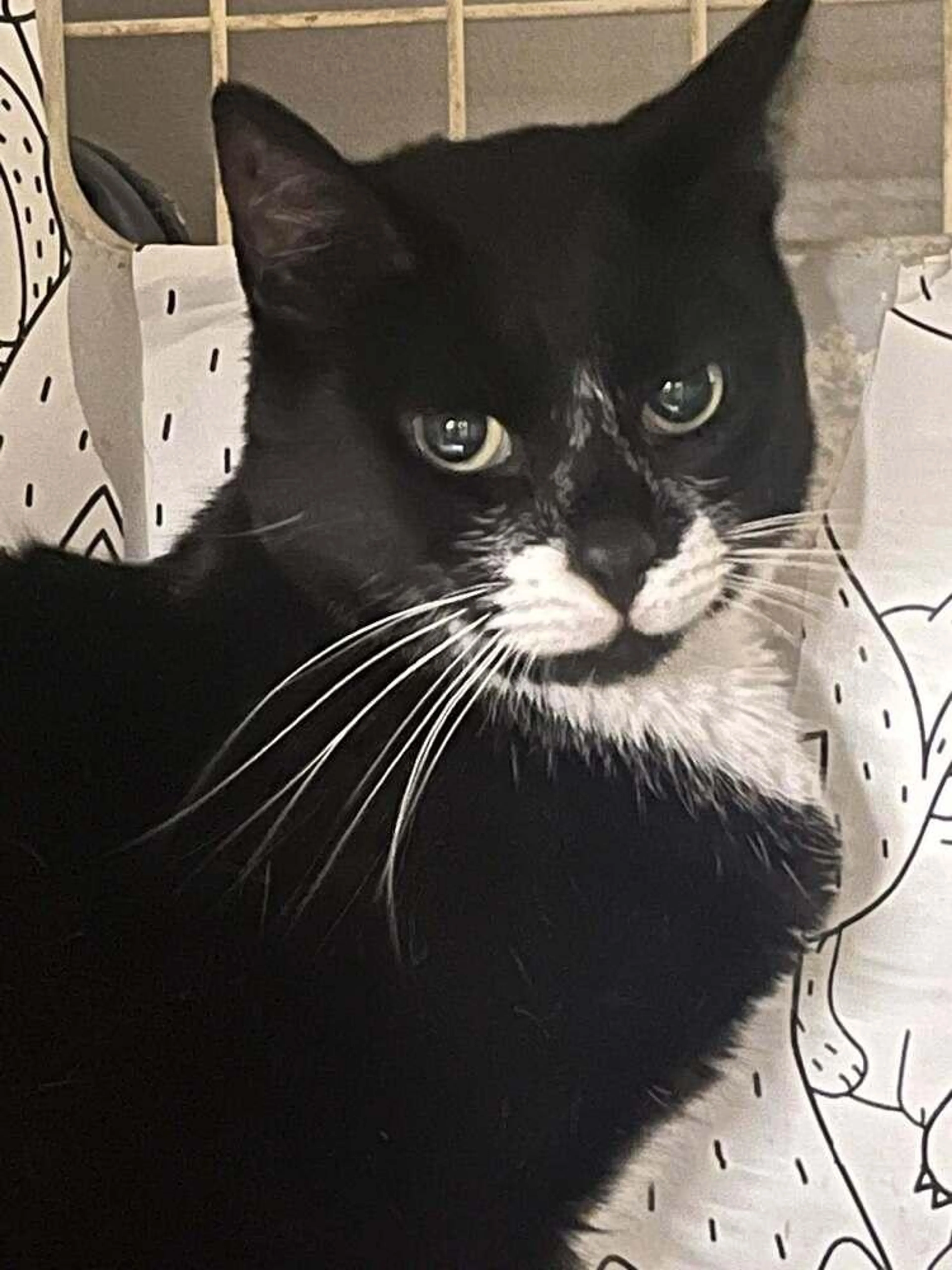 Found pet