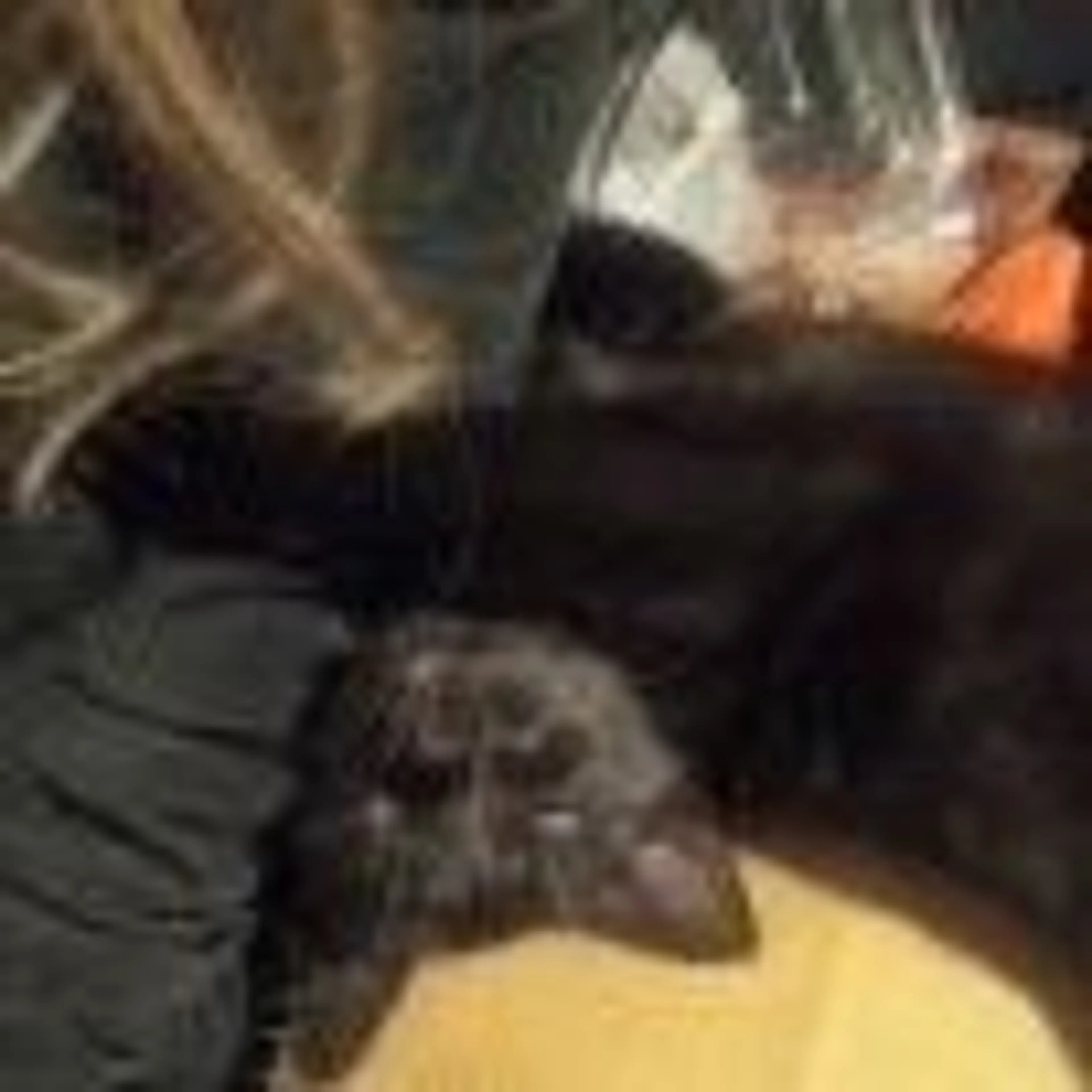 Lost pet