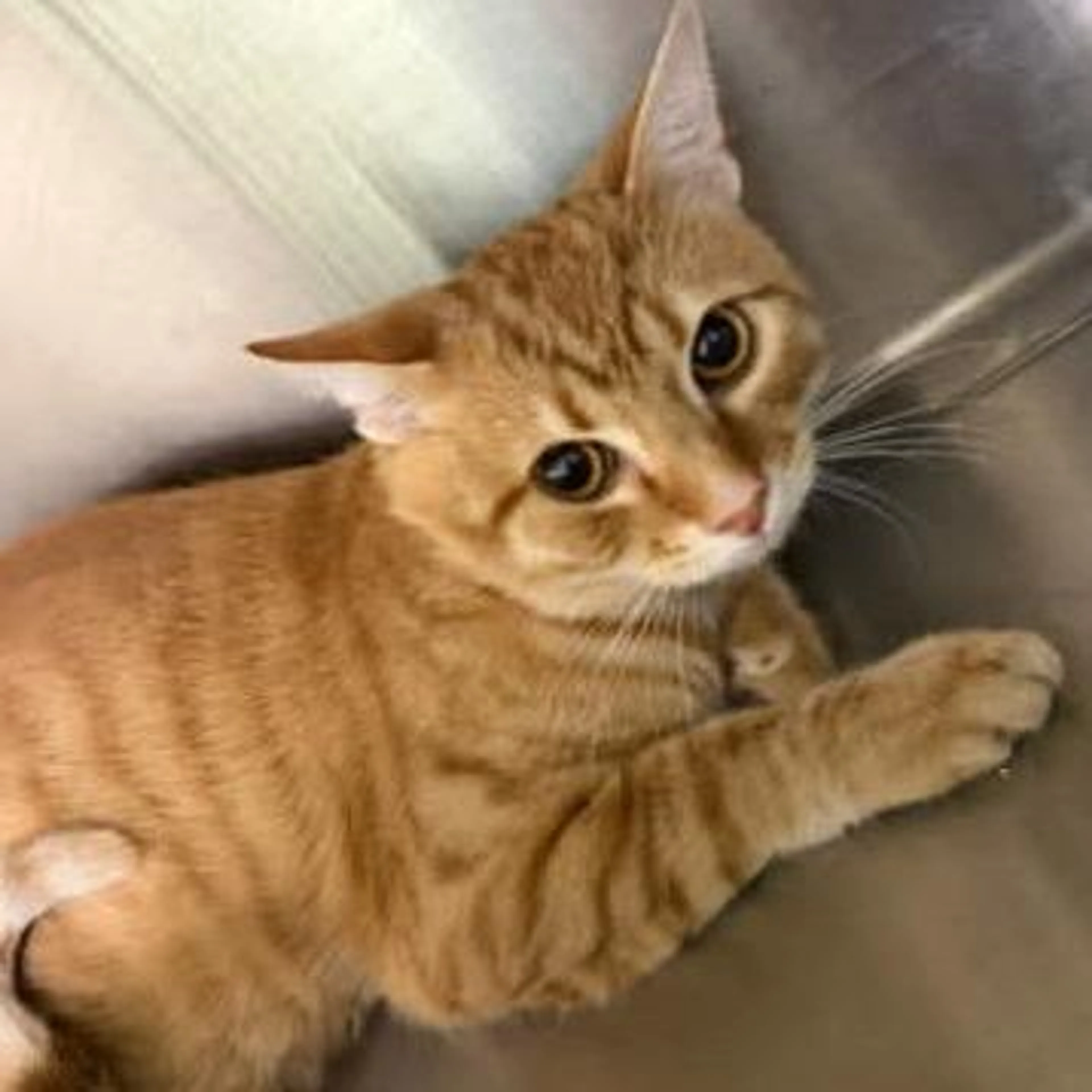 Found pet