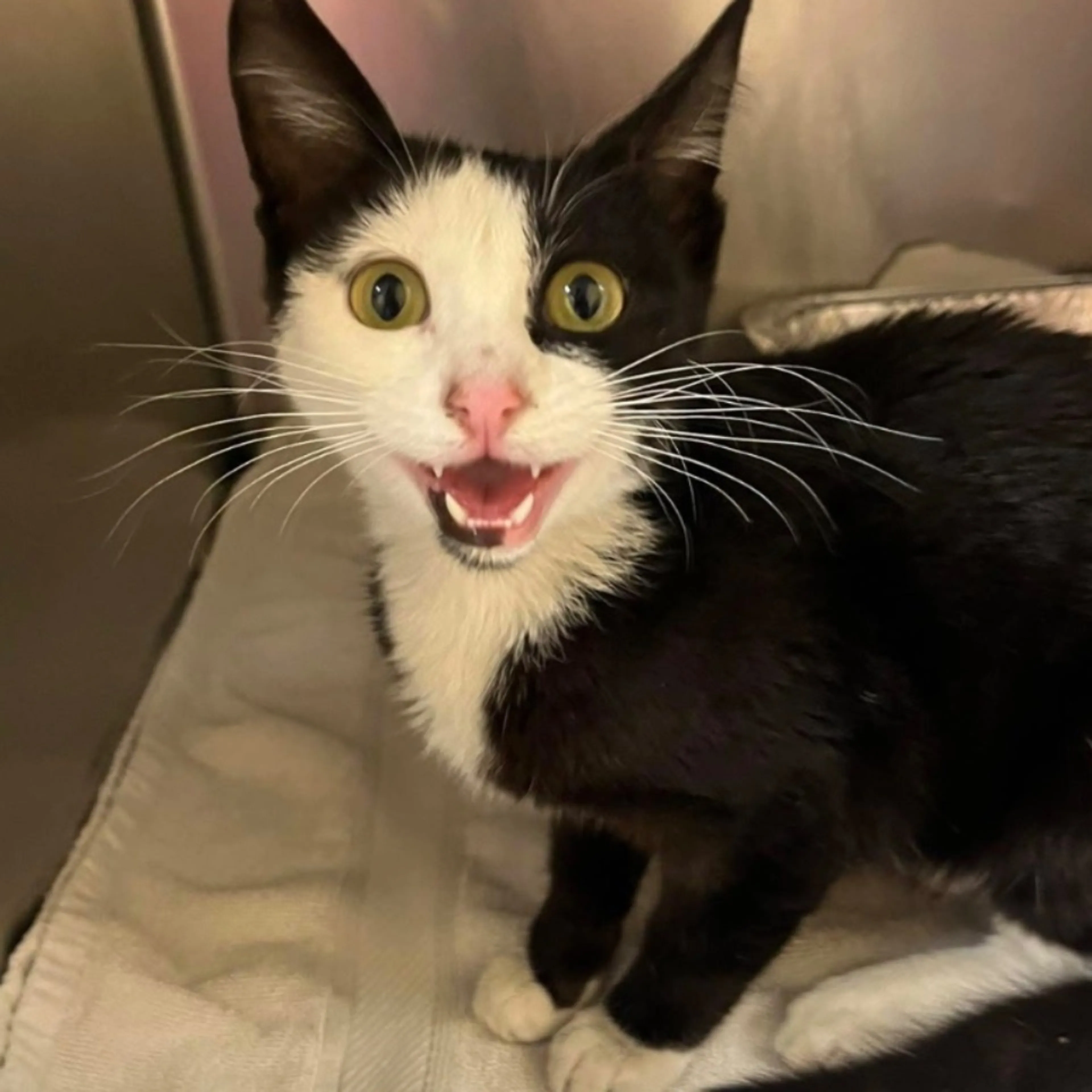 Found pet
