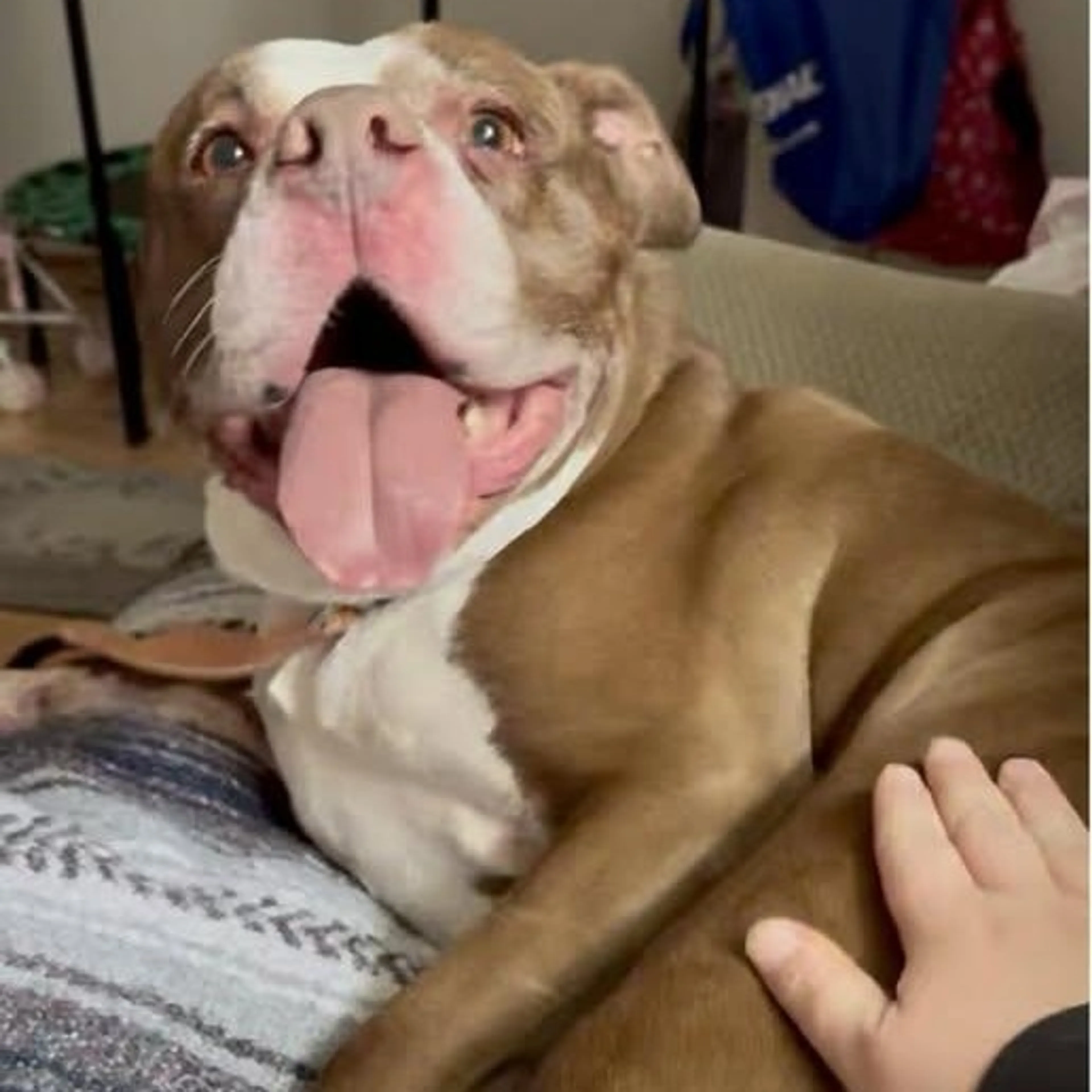 Found pet-1
