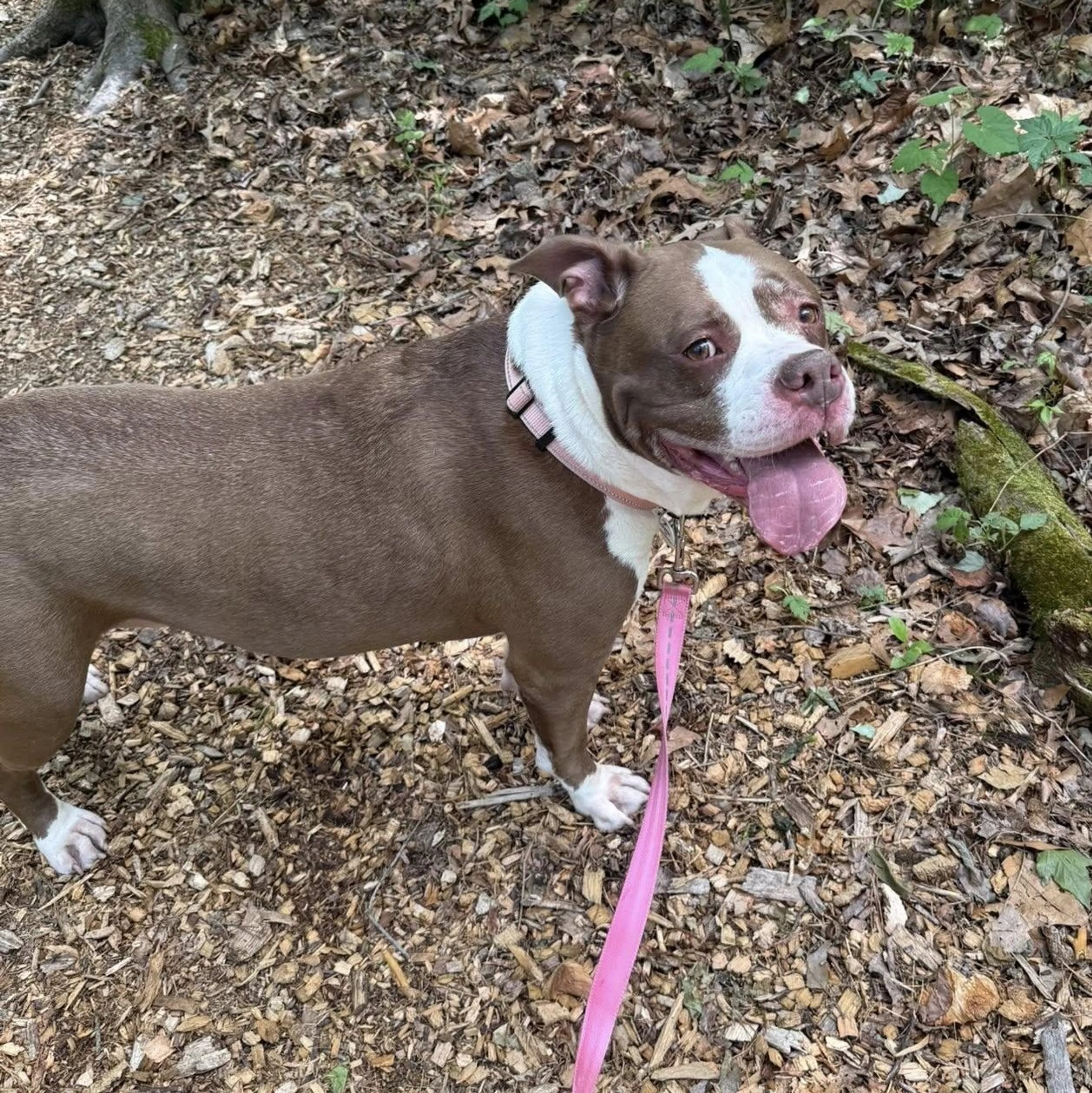 Found pet-3