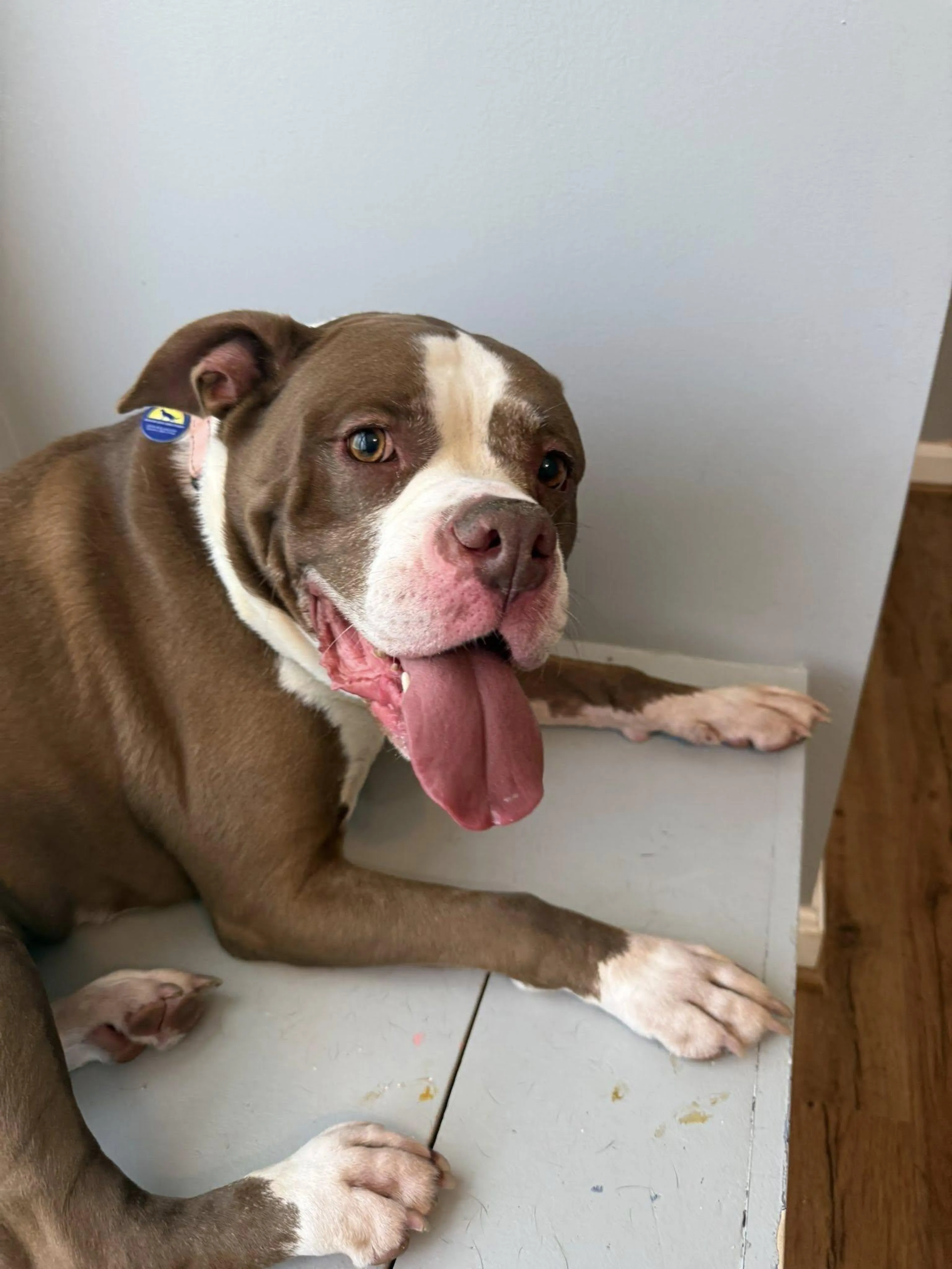 Found pet-2