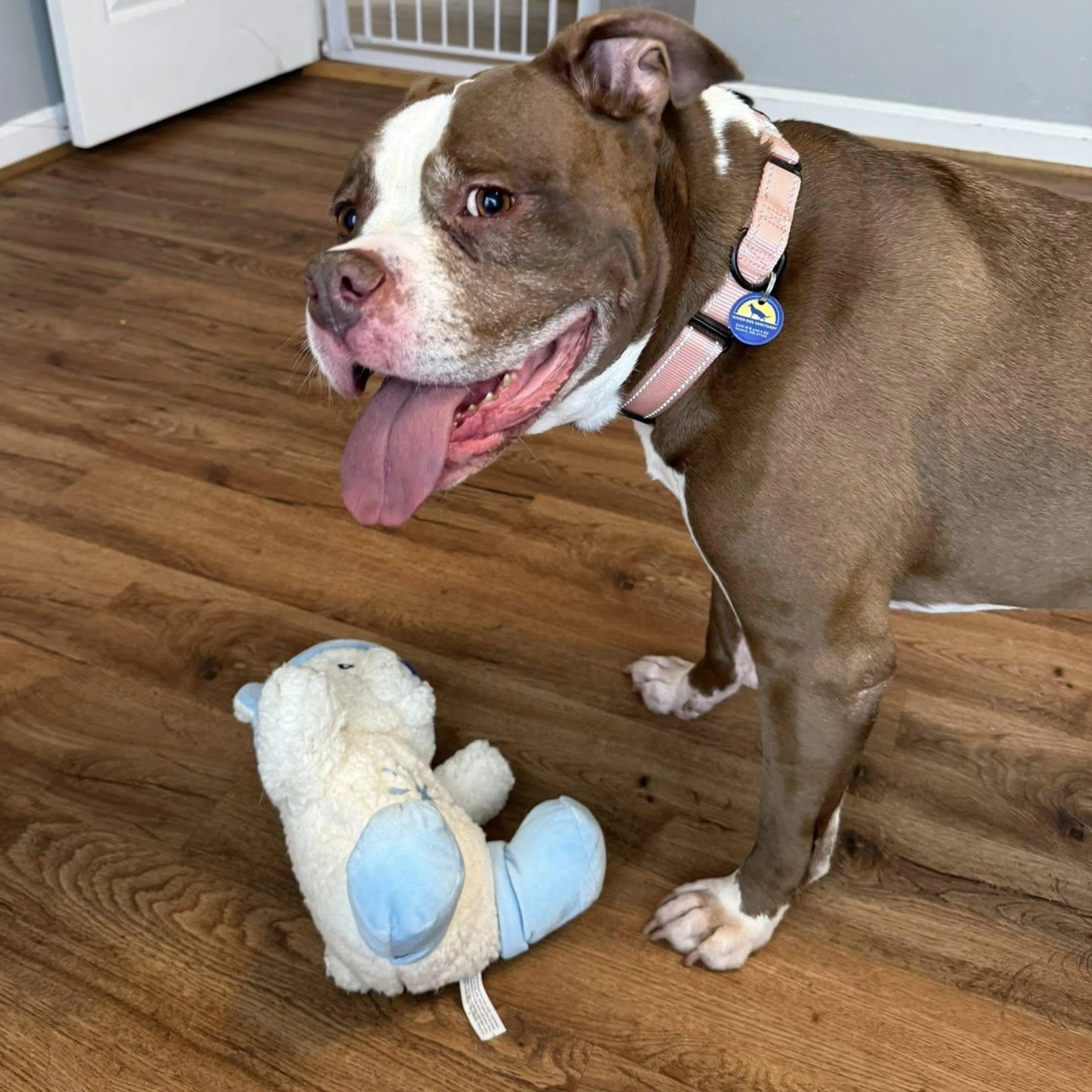 Found pet-4