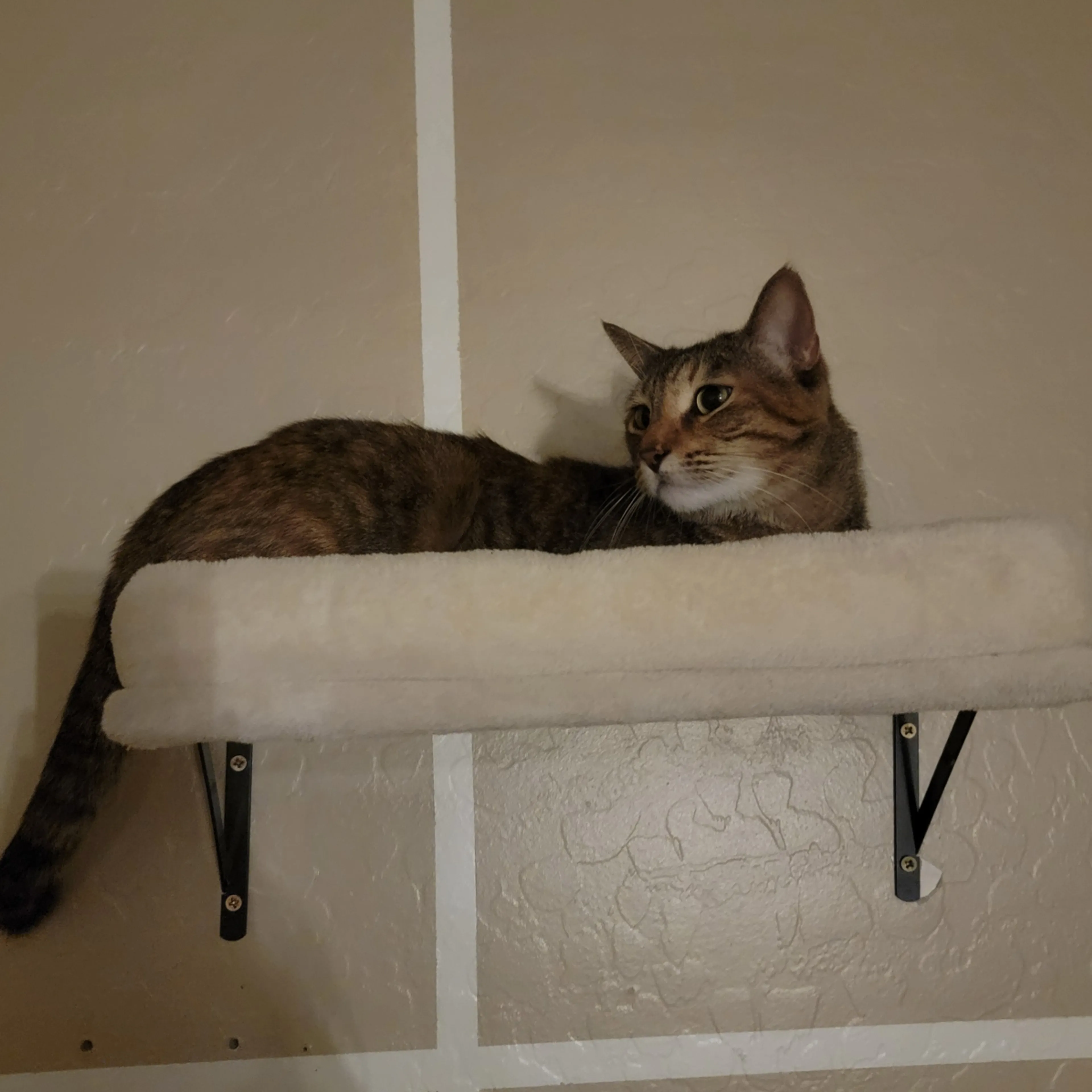 Lost pet-1