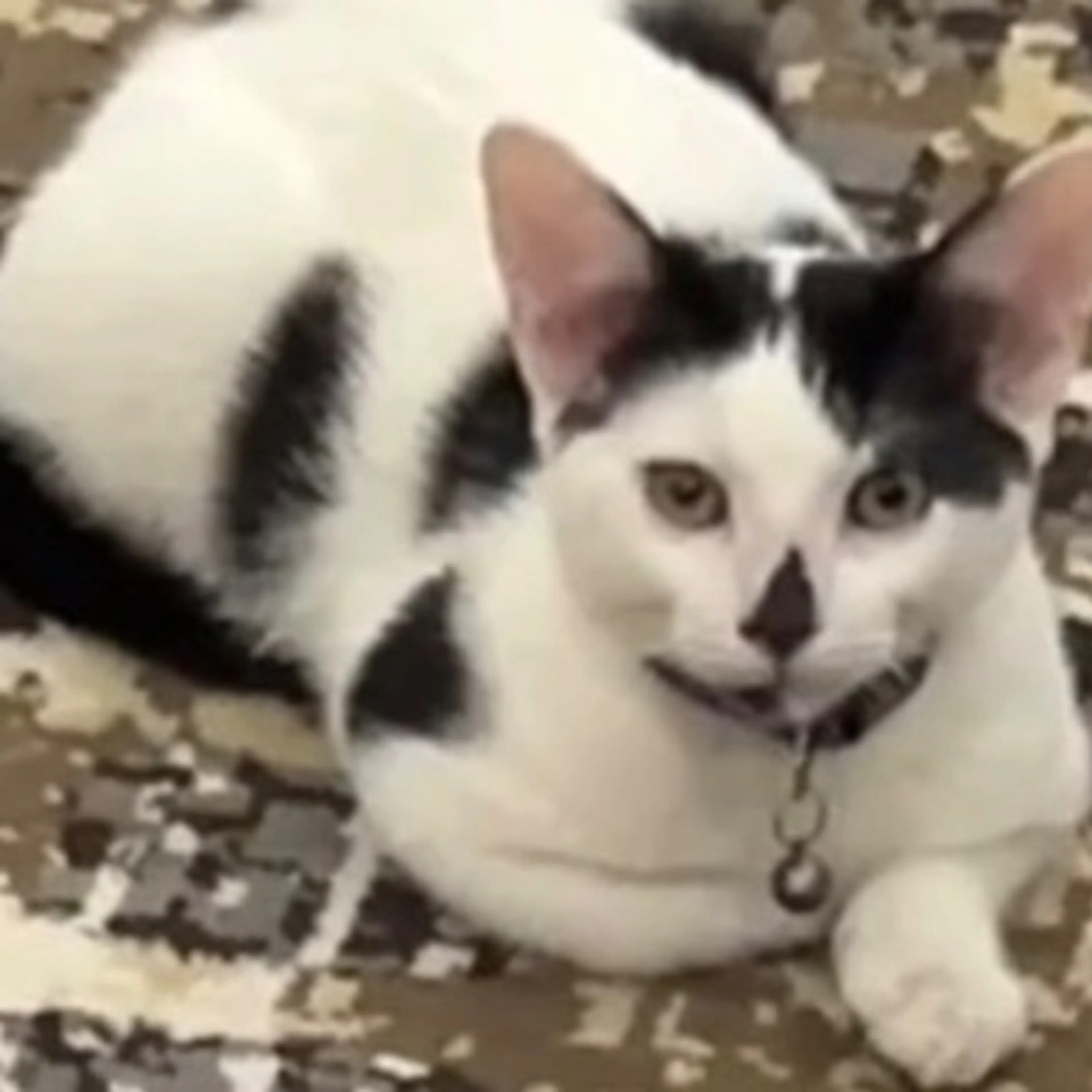 Lost pet