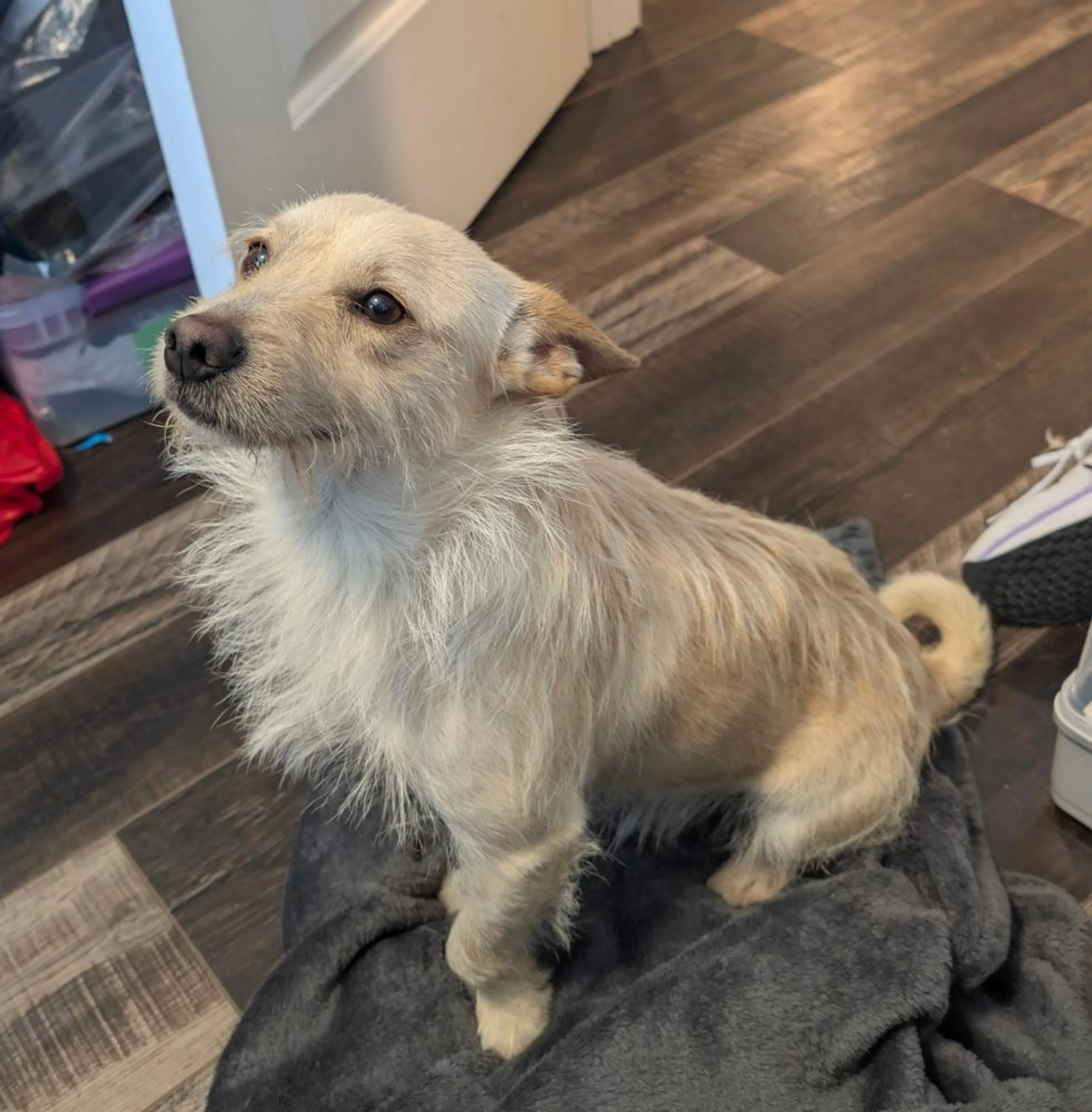 Found pet-1