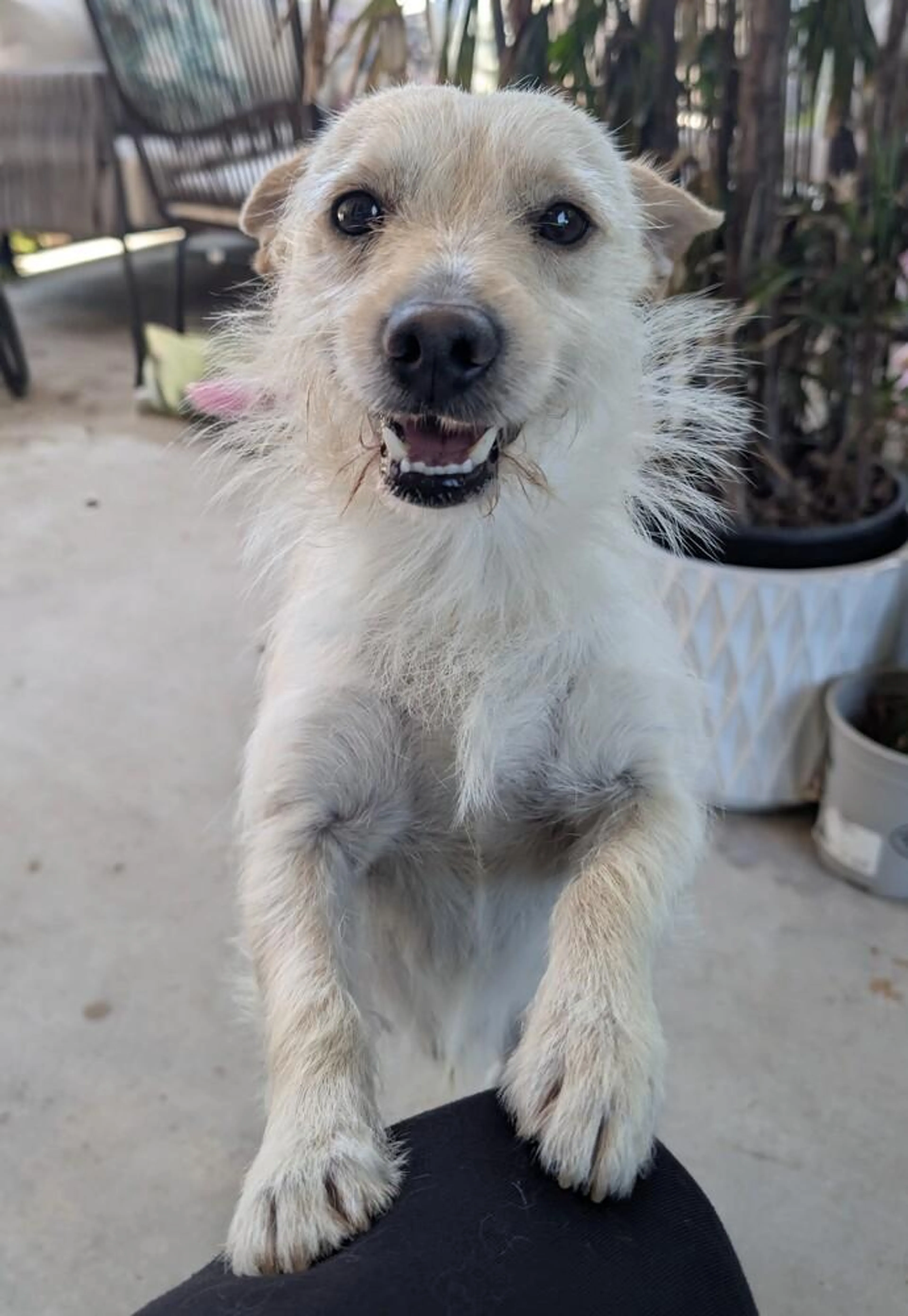 Found pet-0