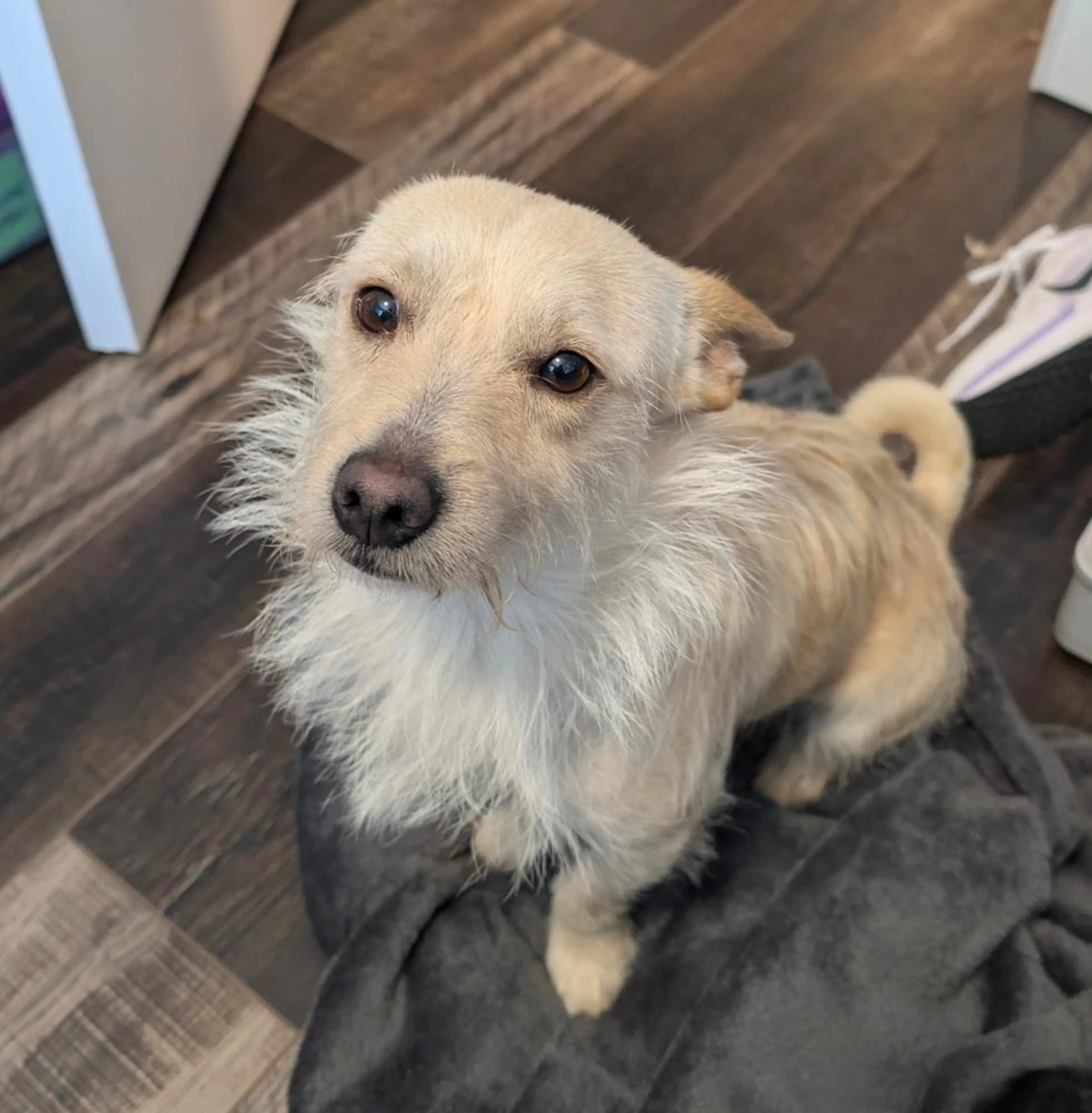 Found pet-2