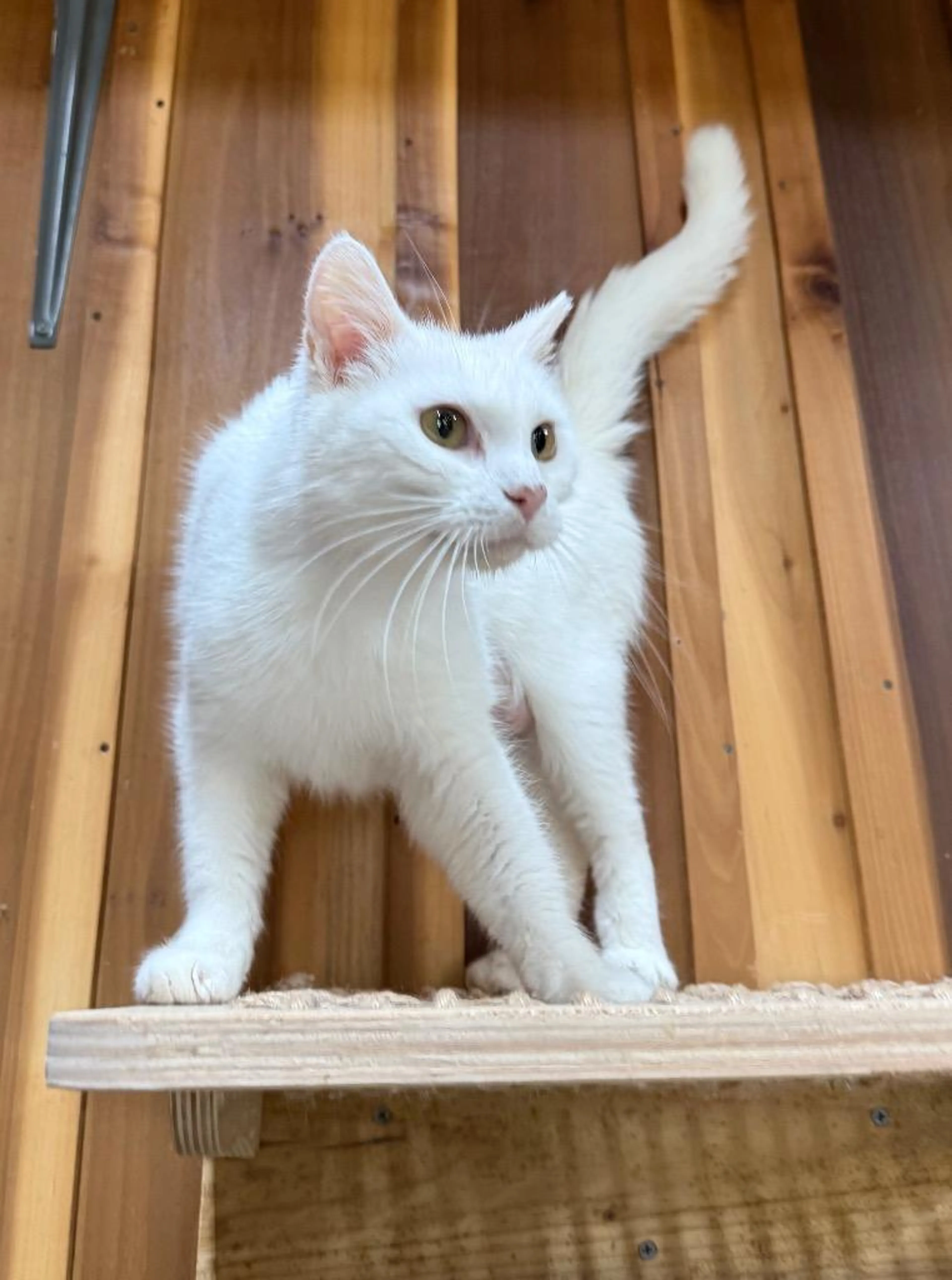 Found pet-0