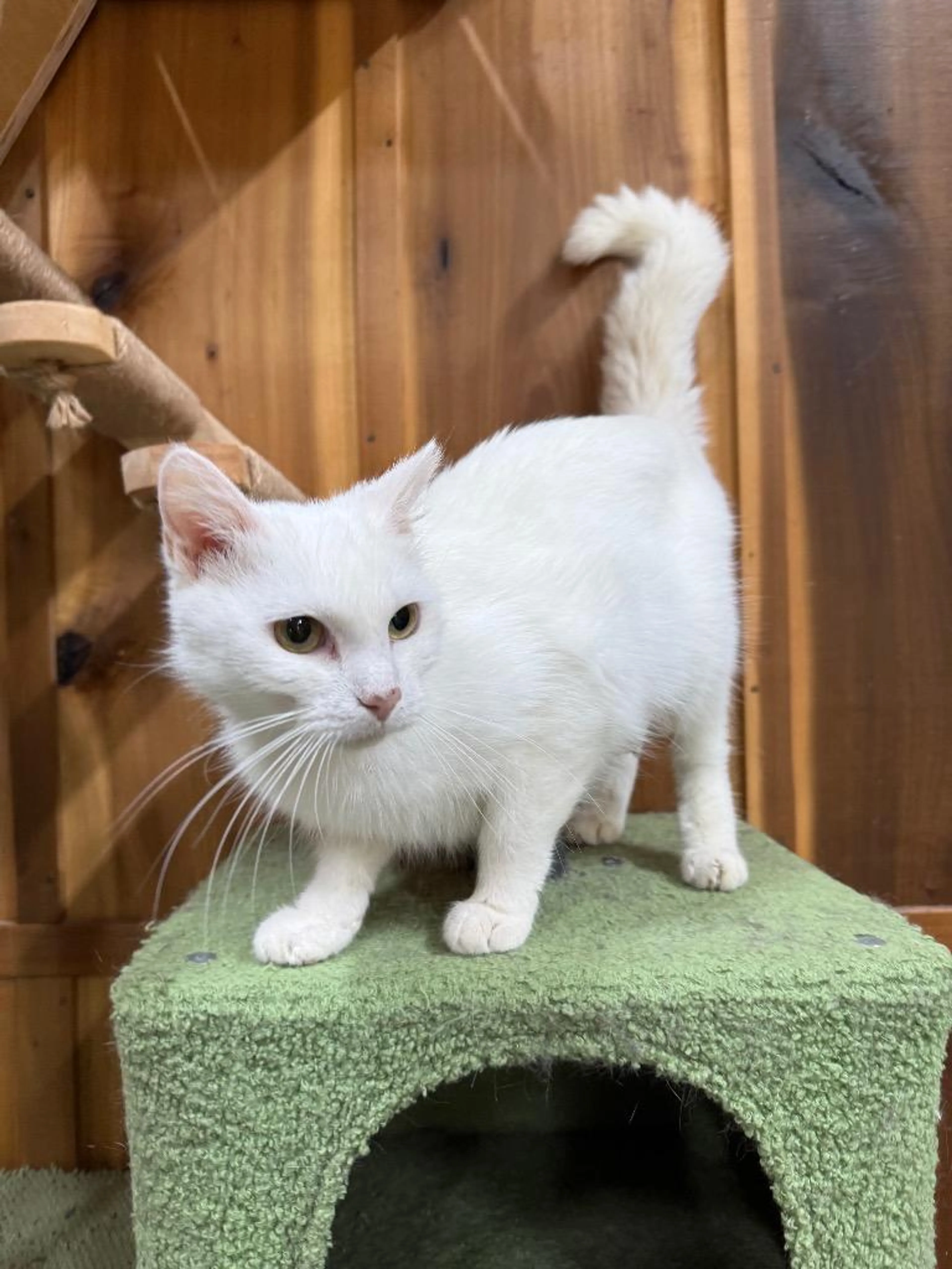 Found pet-3