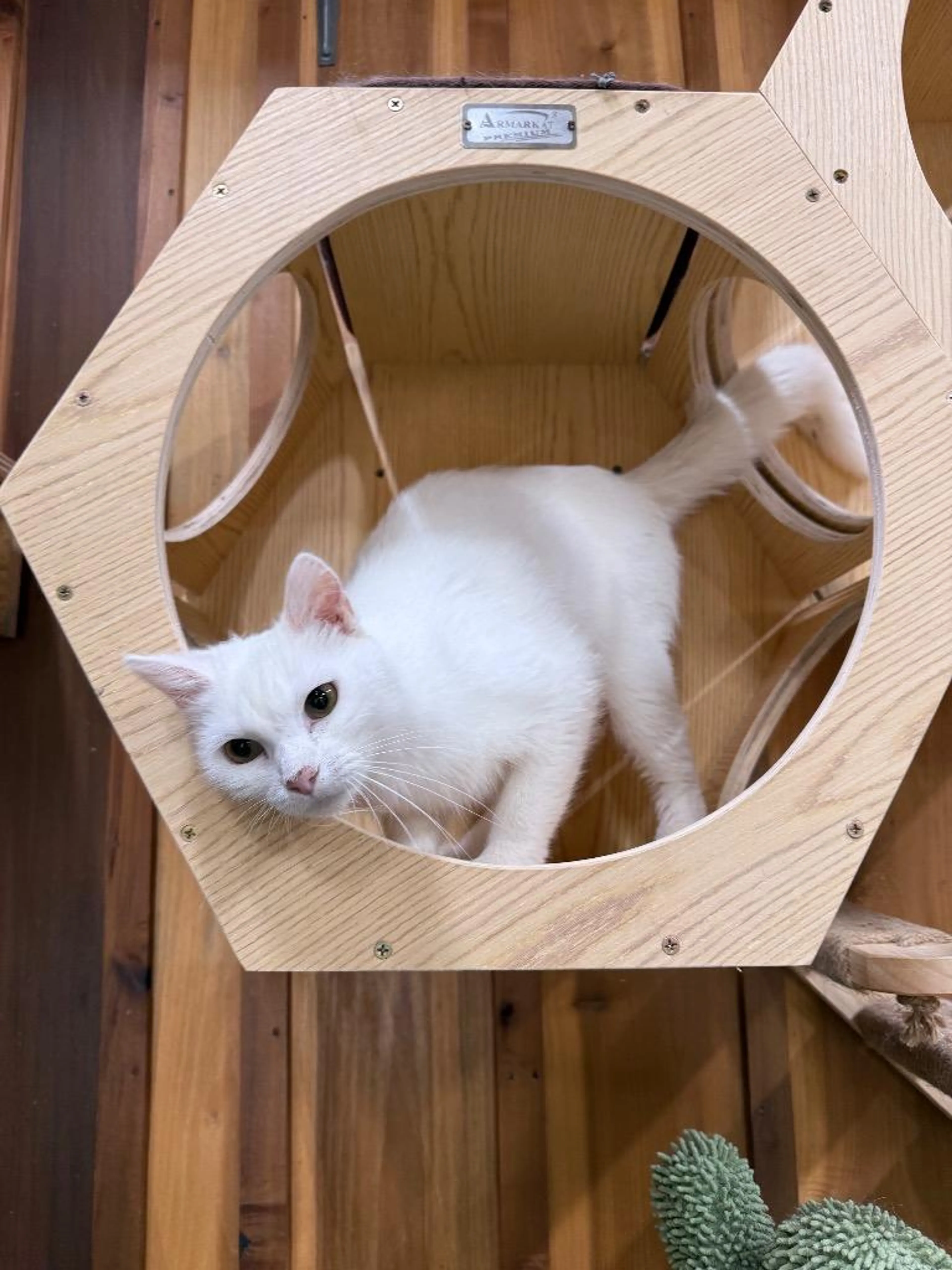 Found pet-1