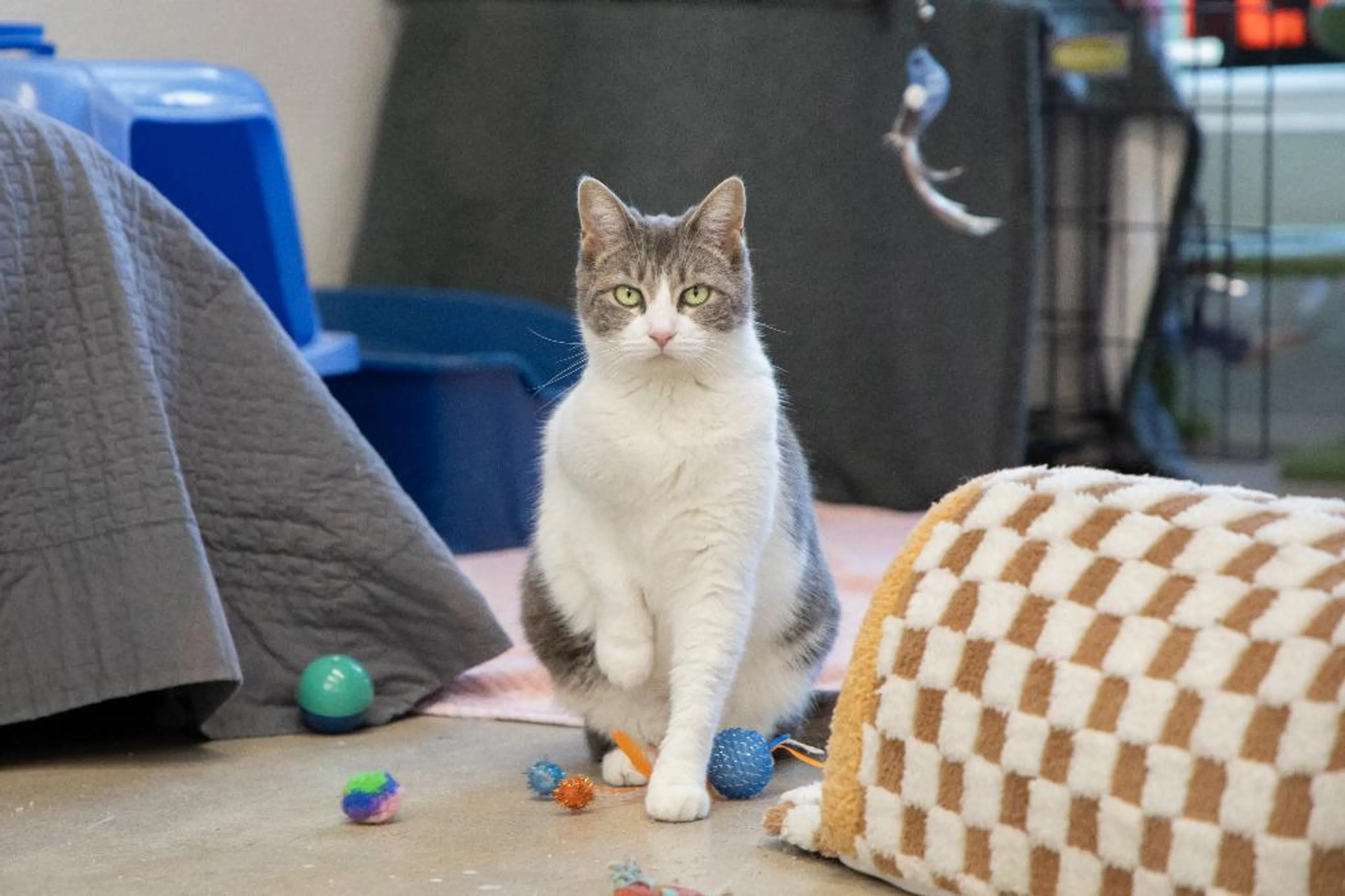 Found pet-1