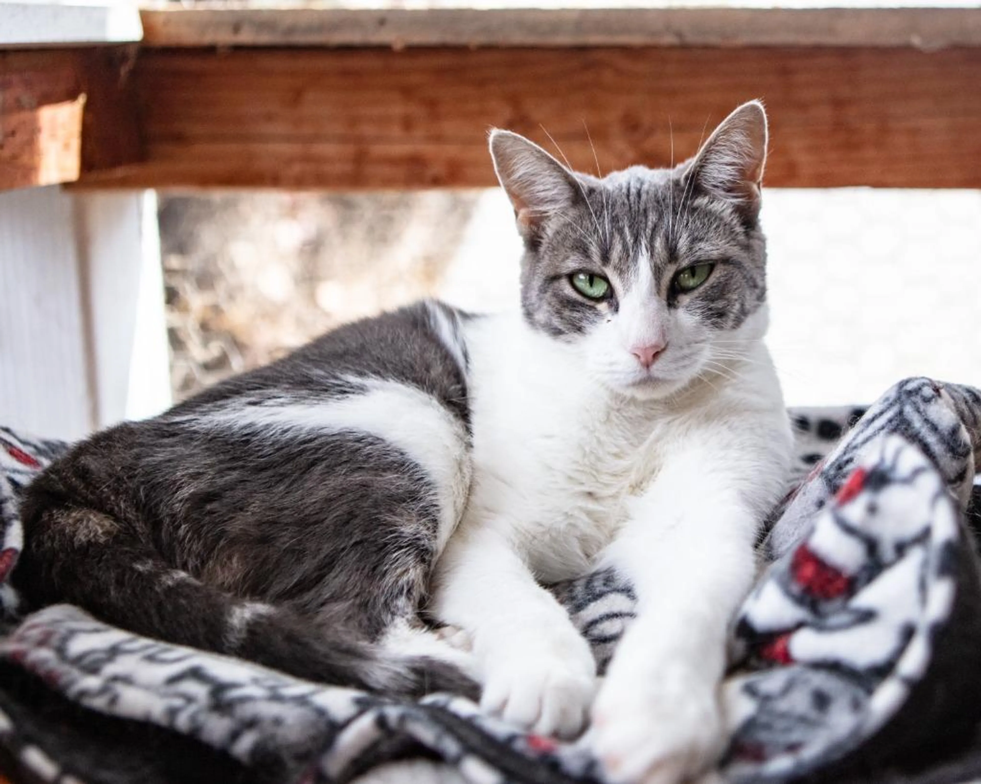 Found pet-3