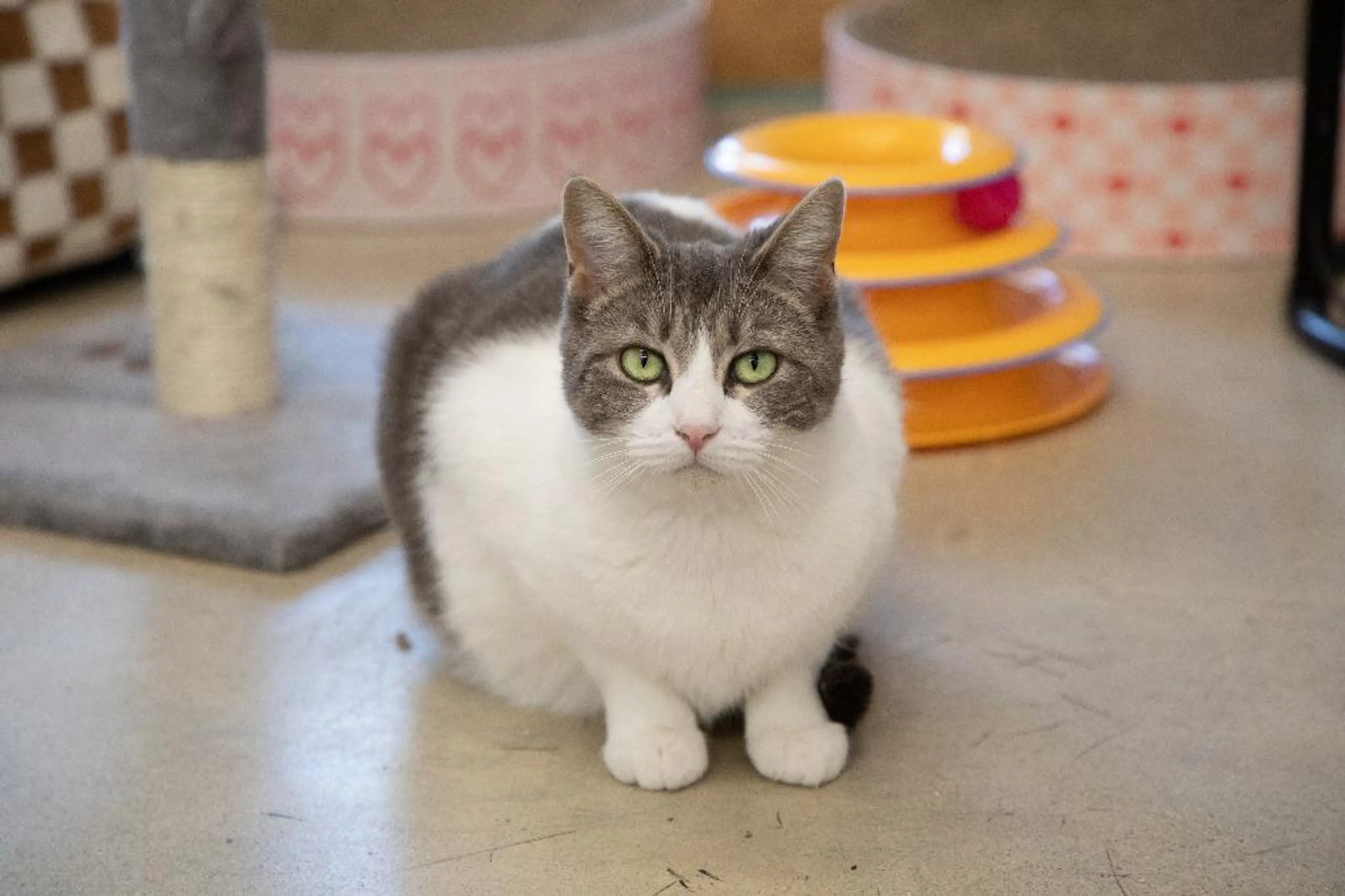 Found pet-2