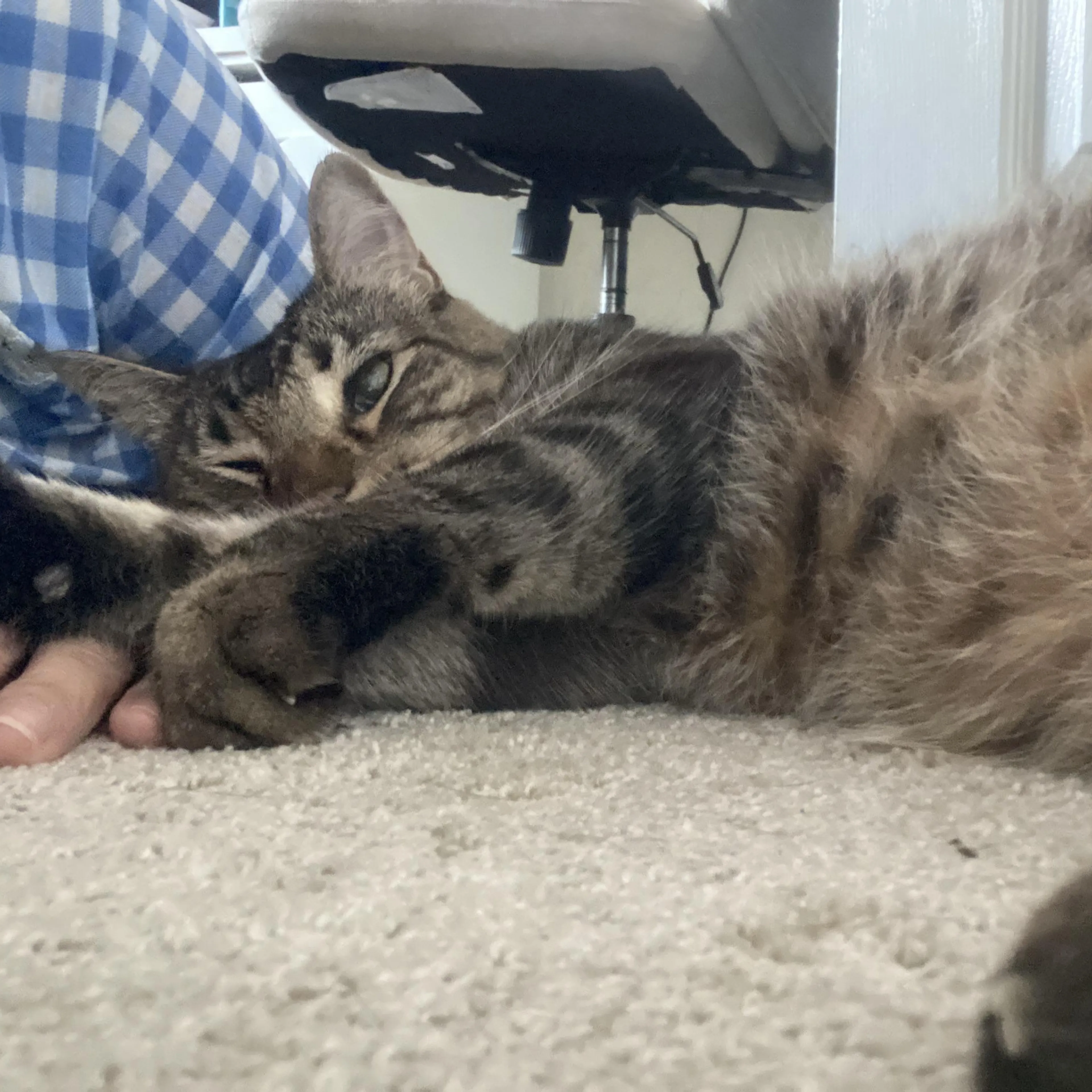 Found pet-2