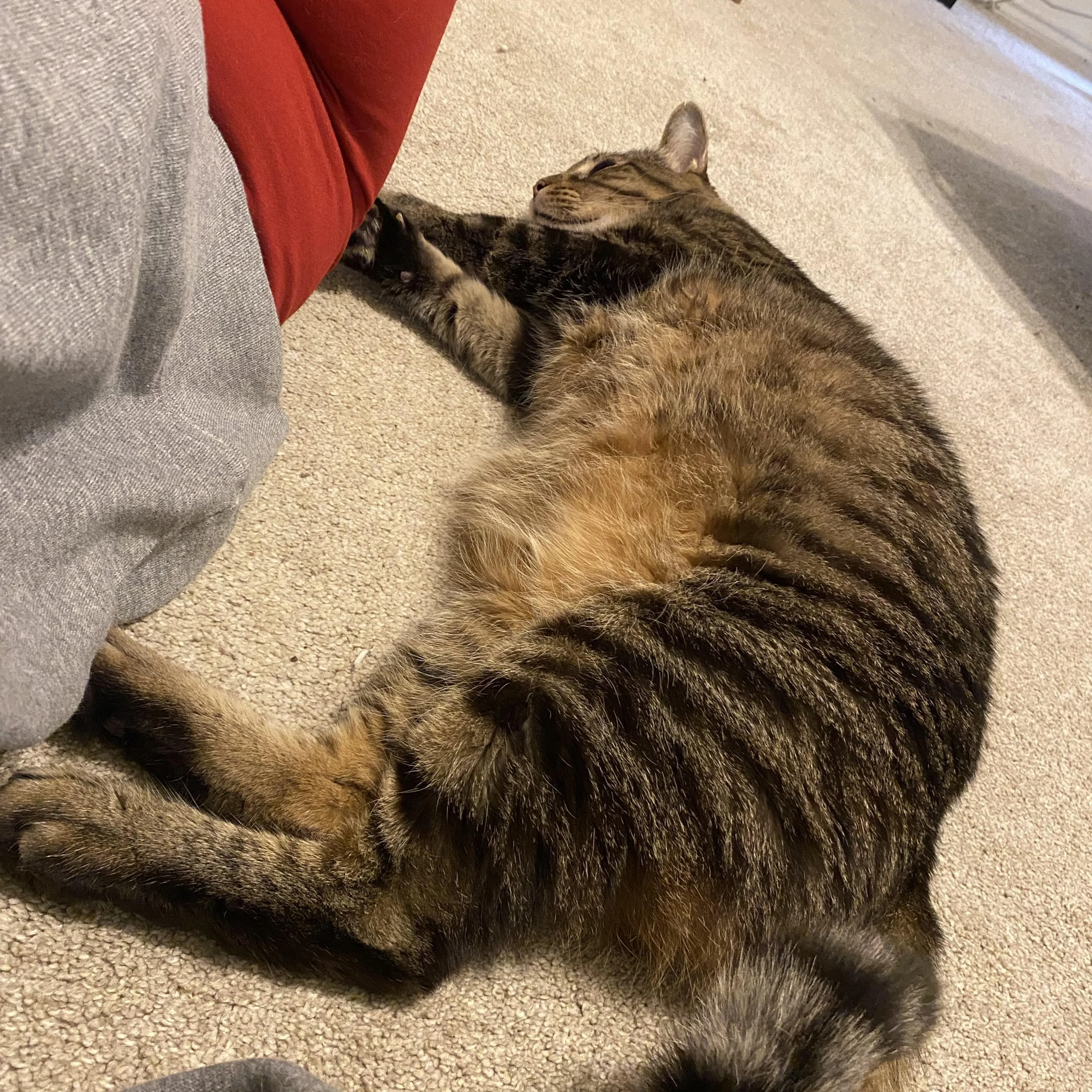 Found pet-3