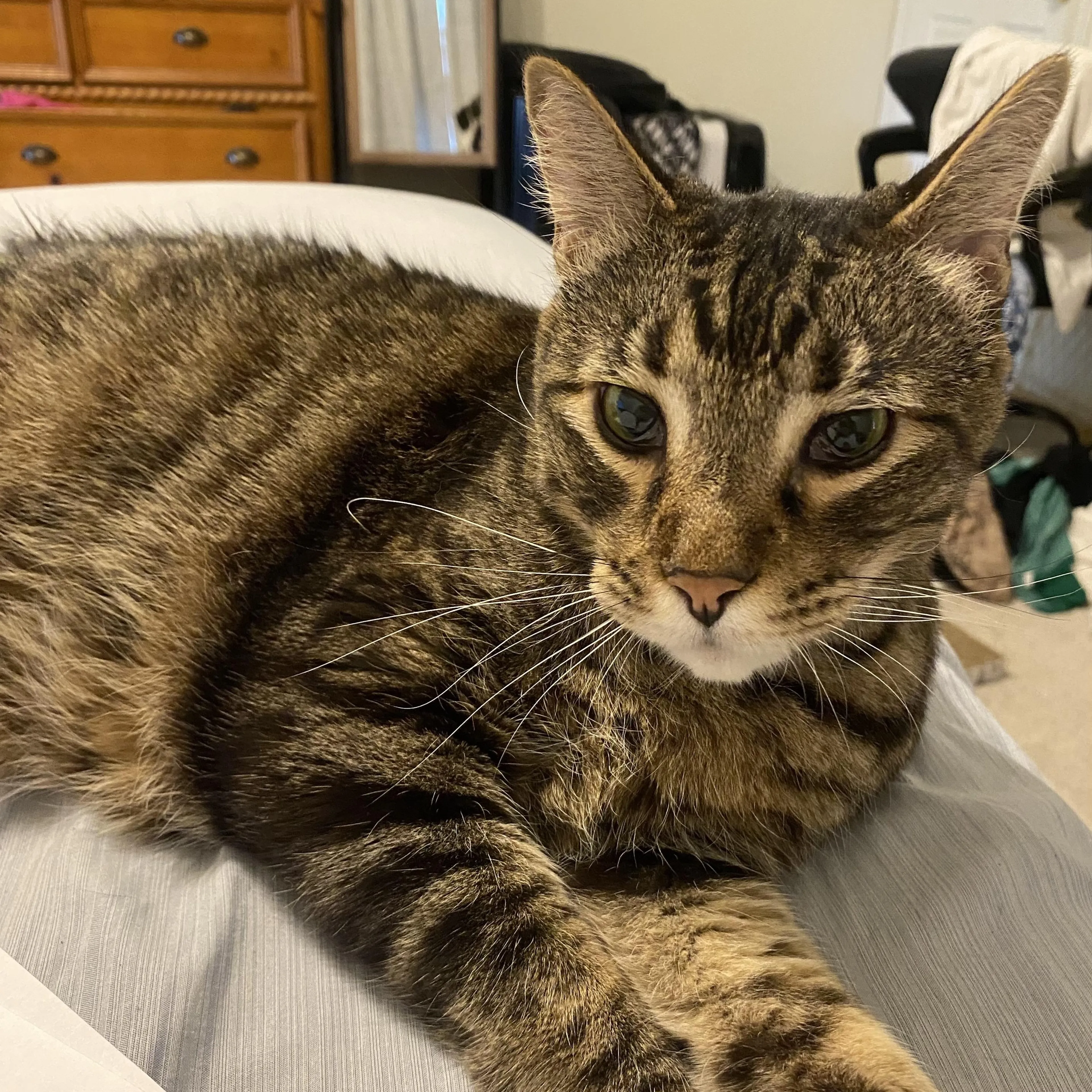 Found pet-1