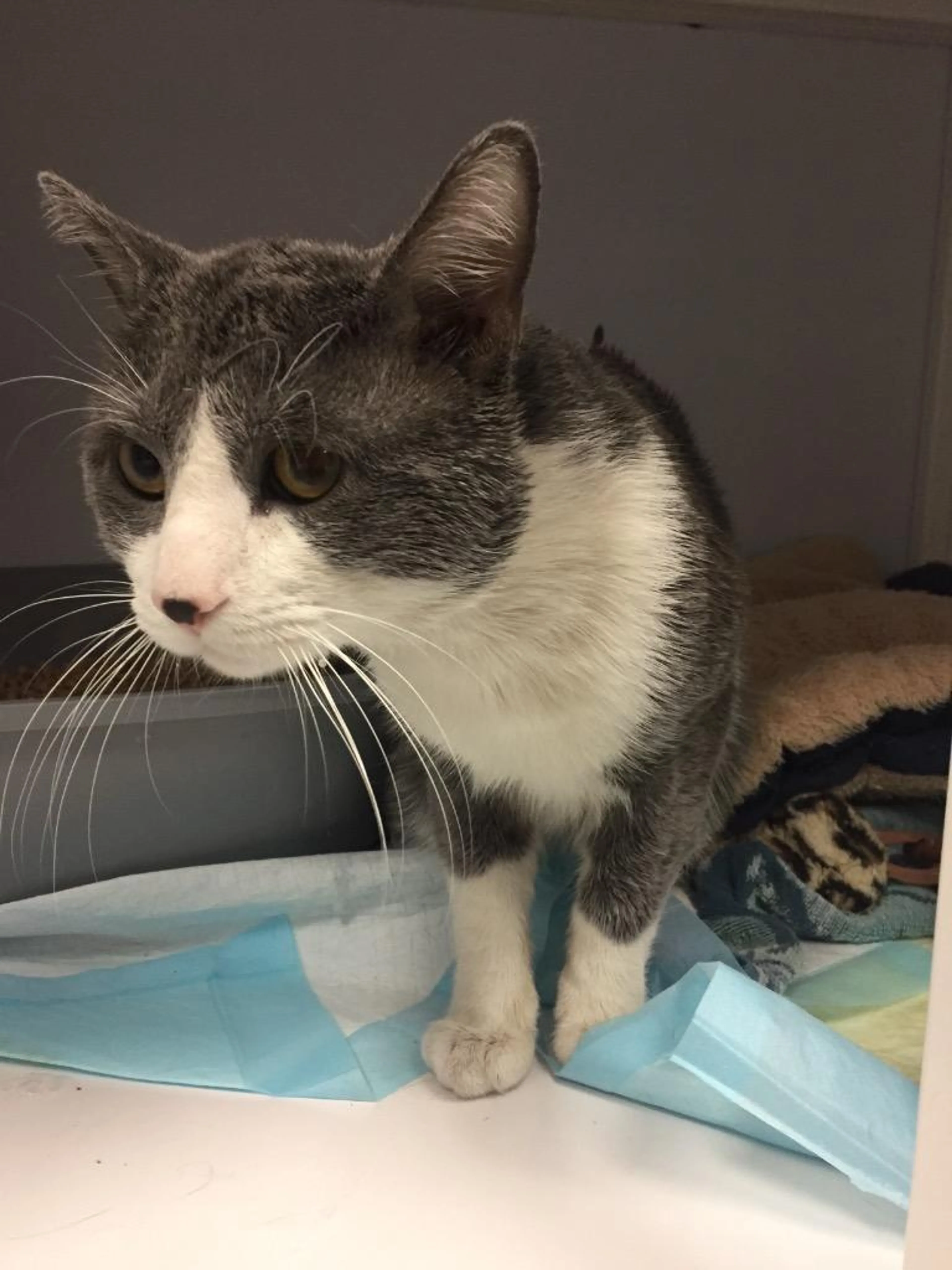 Found pet