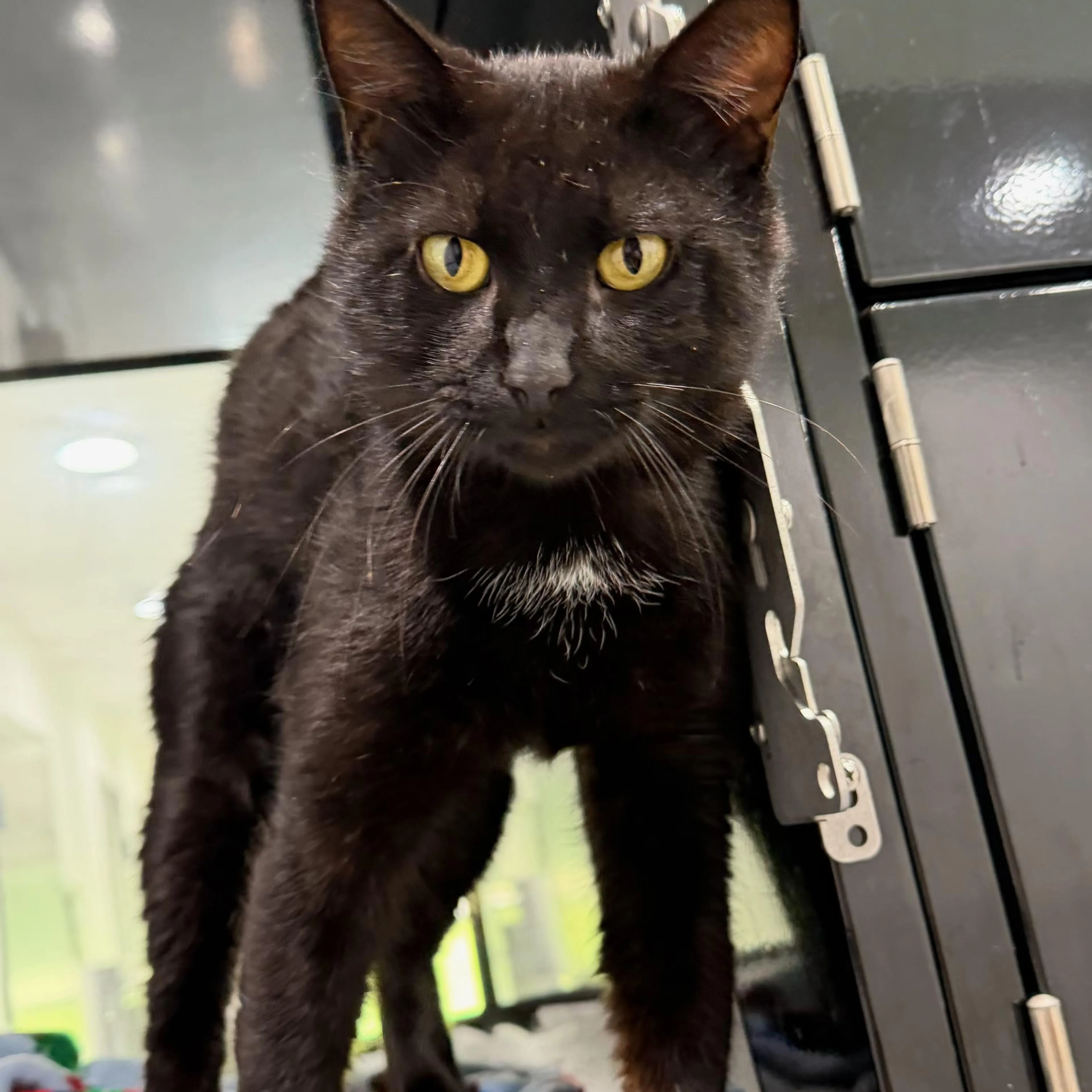 Found pet