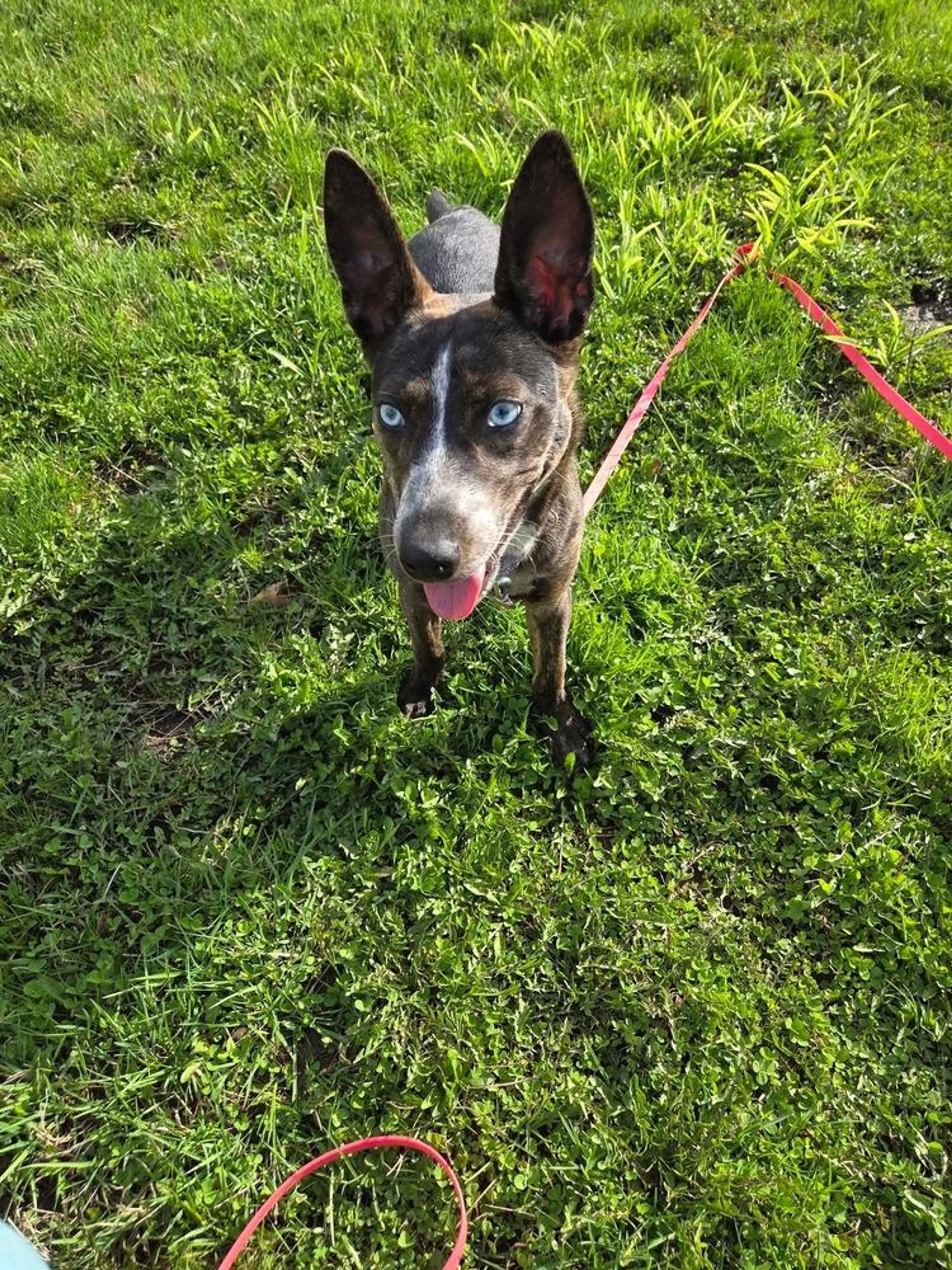 Found pet-3