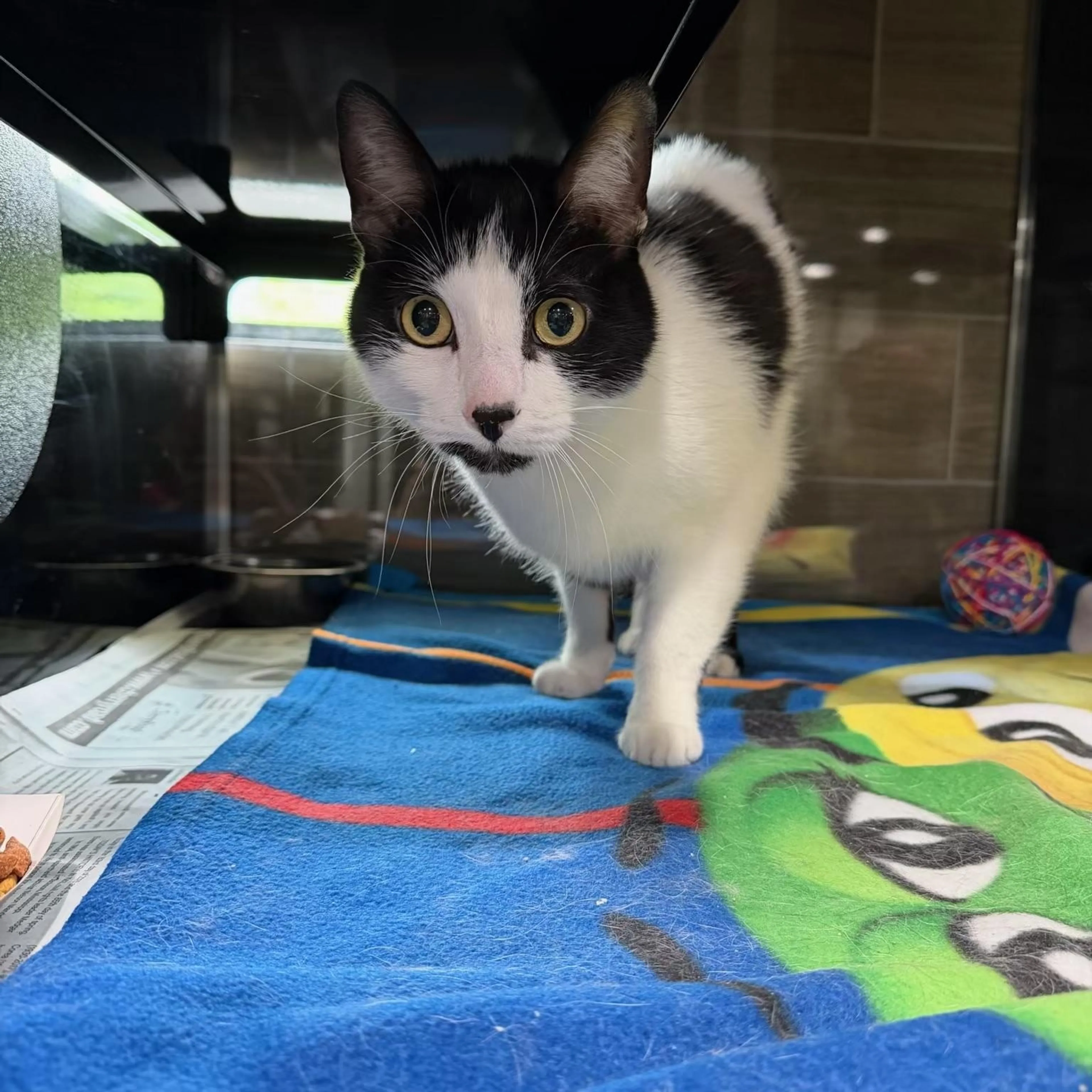 Found pet-0