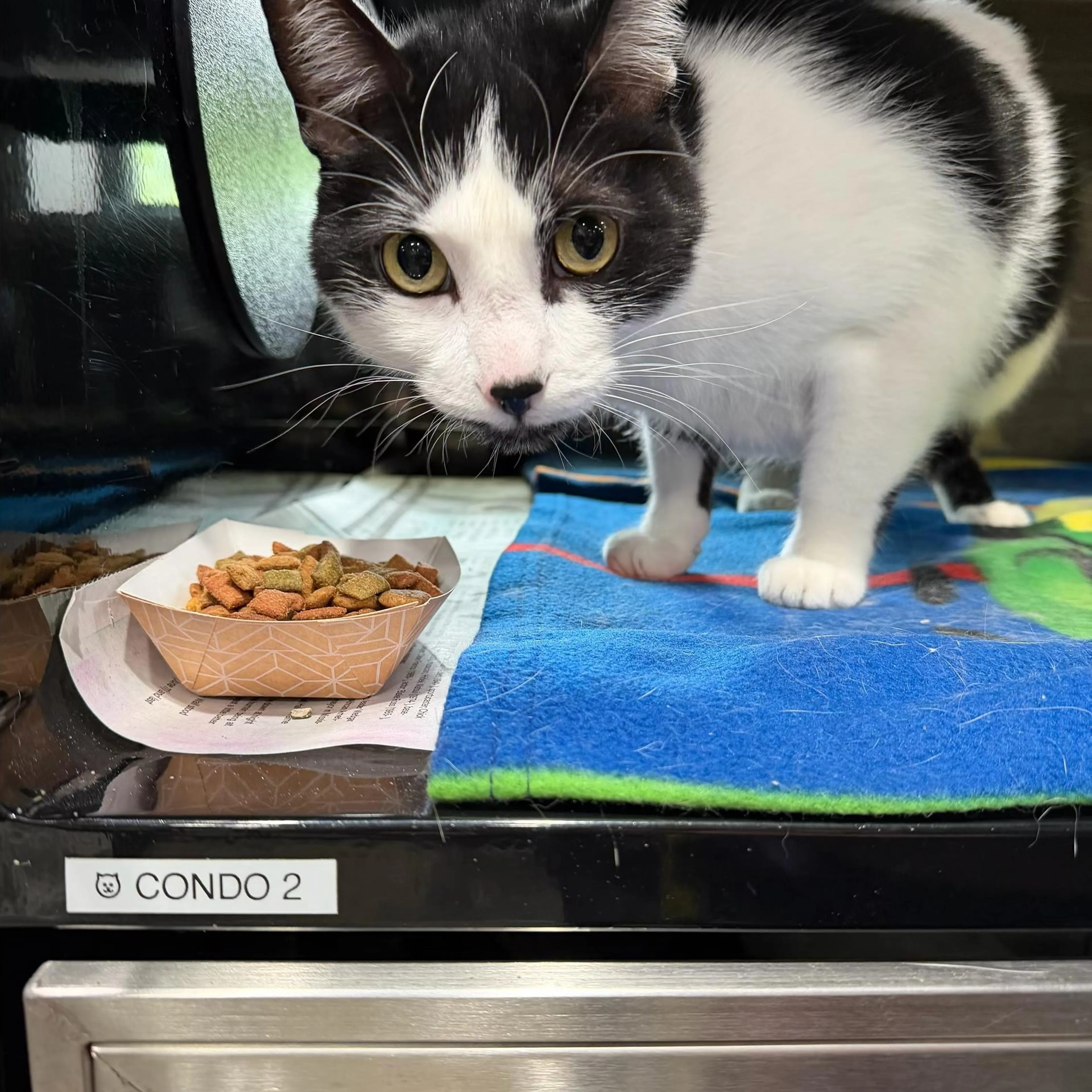 Found pet-1