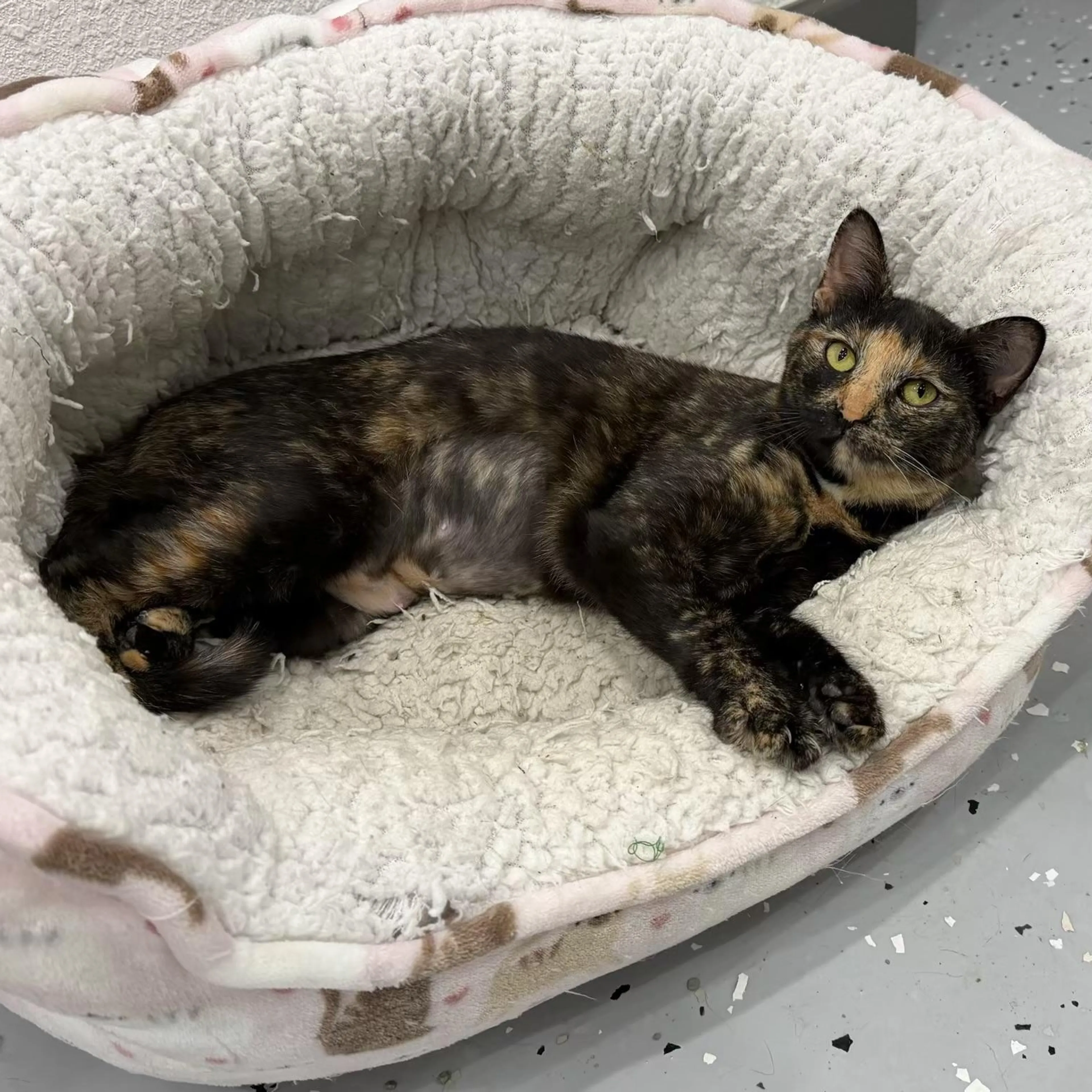 Found pet-0