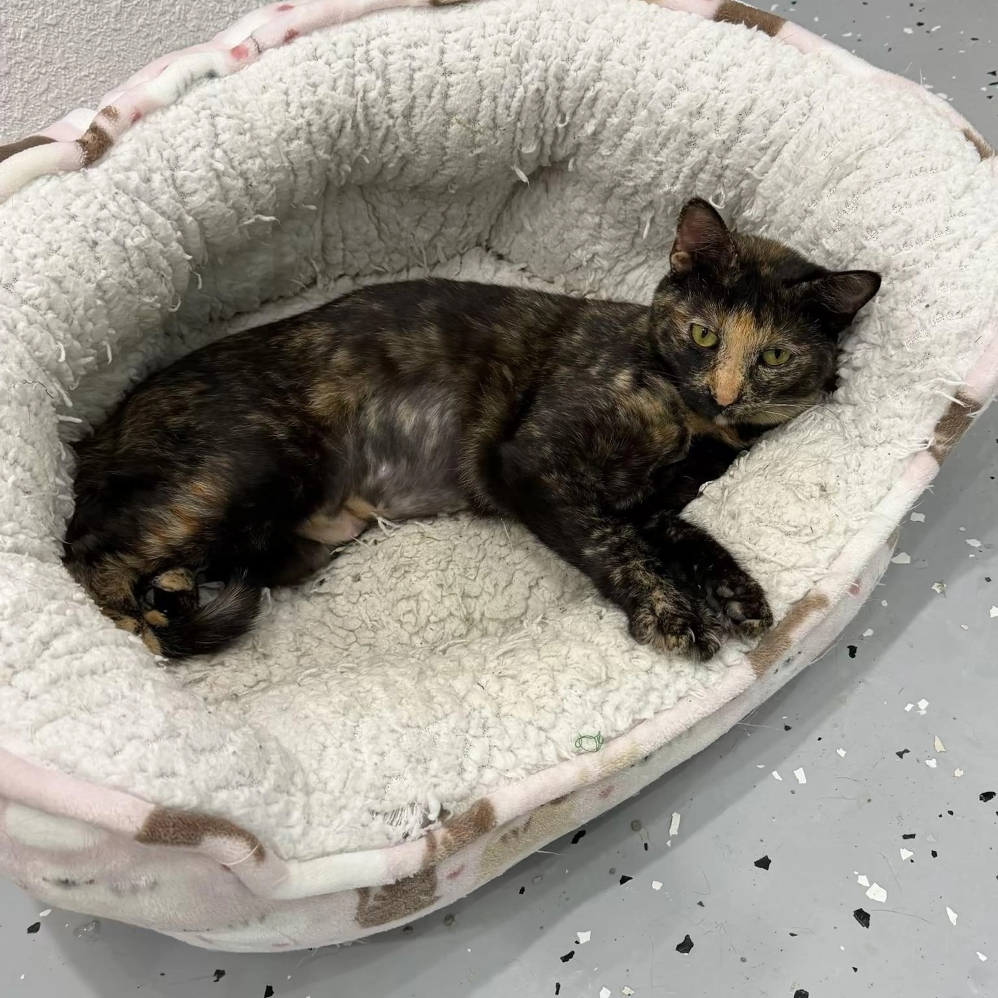 Found pet-1