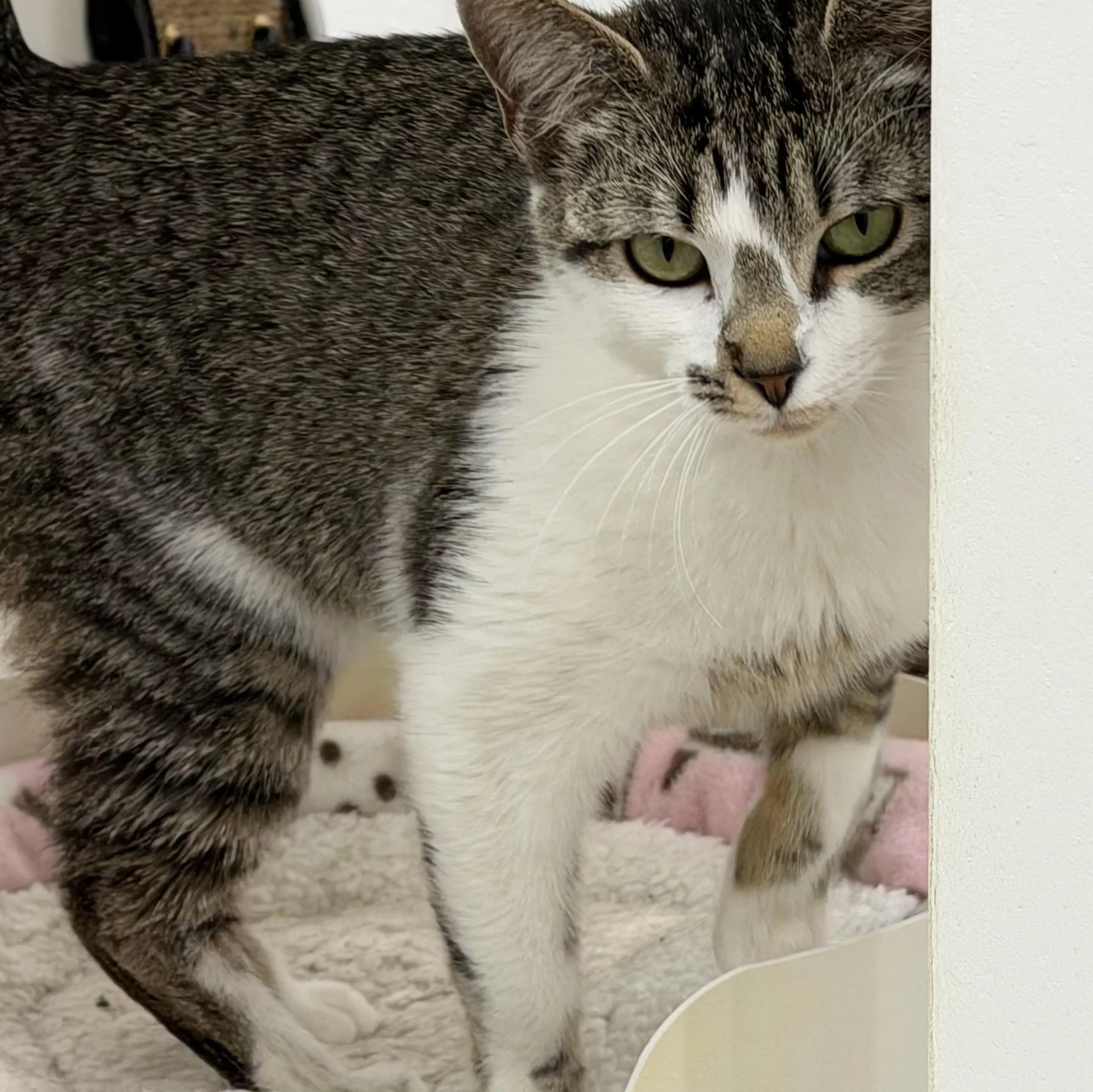 Found pet-1