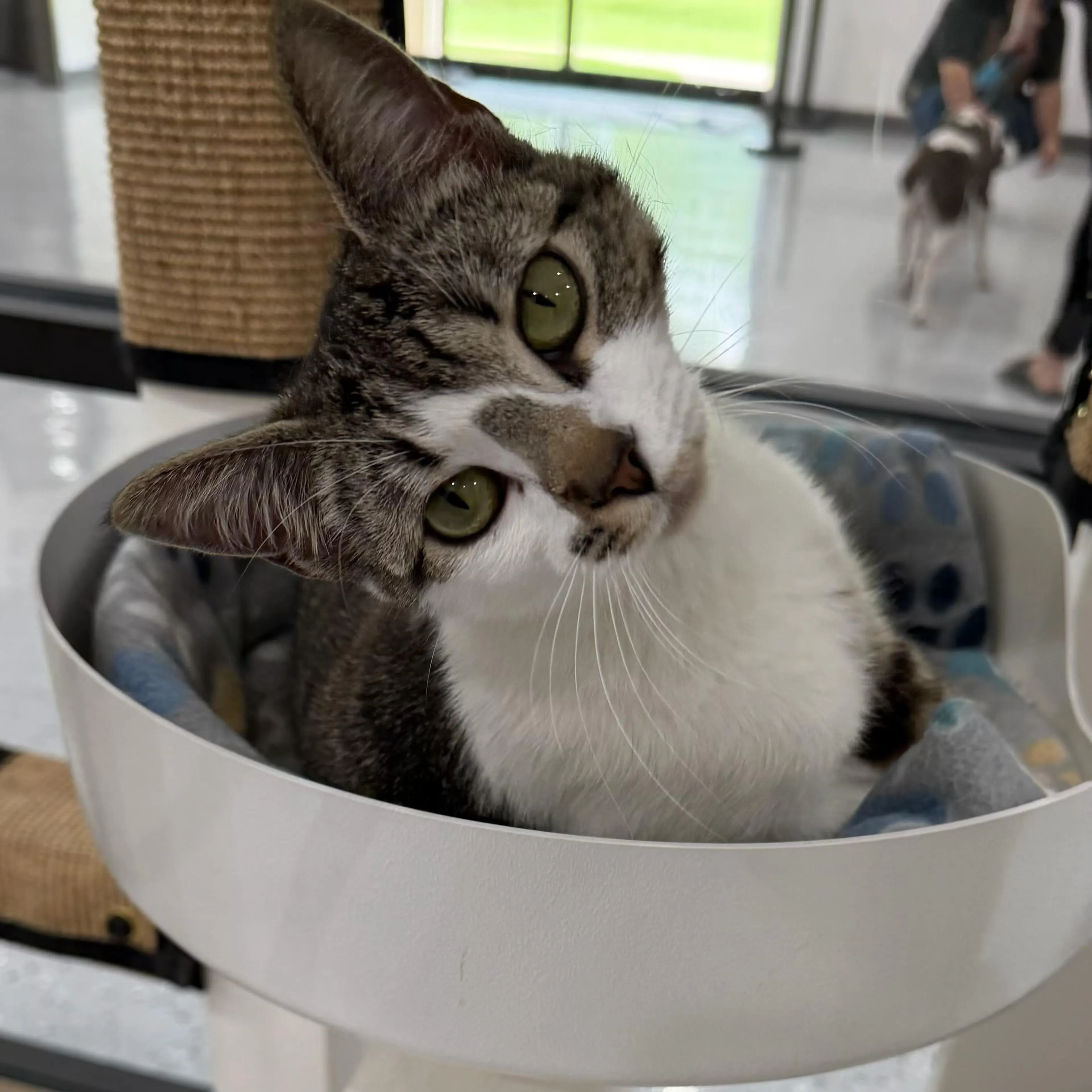 Found pet-0
