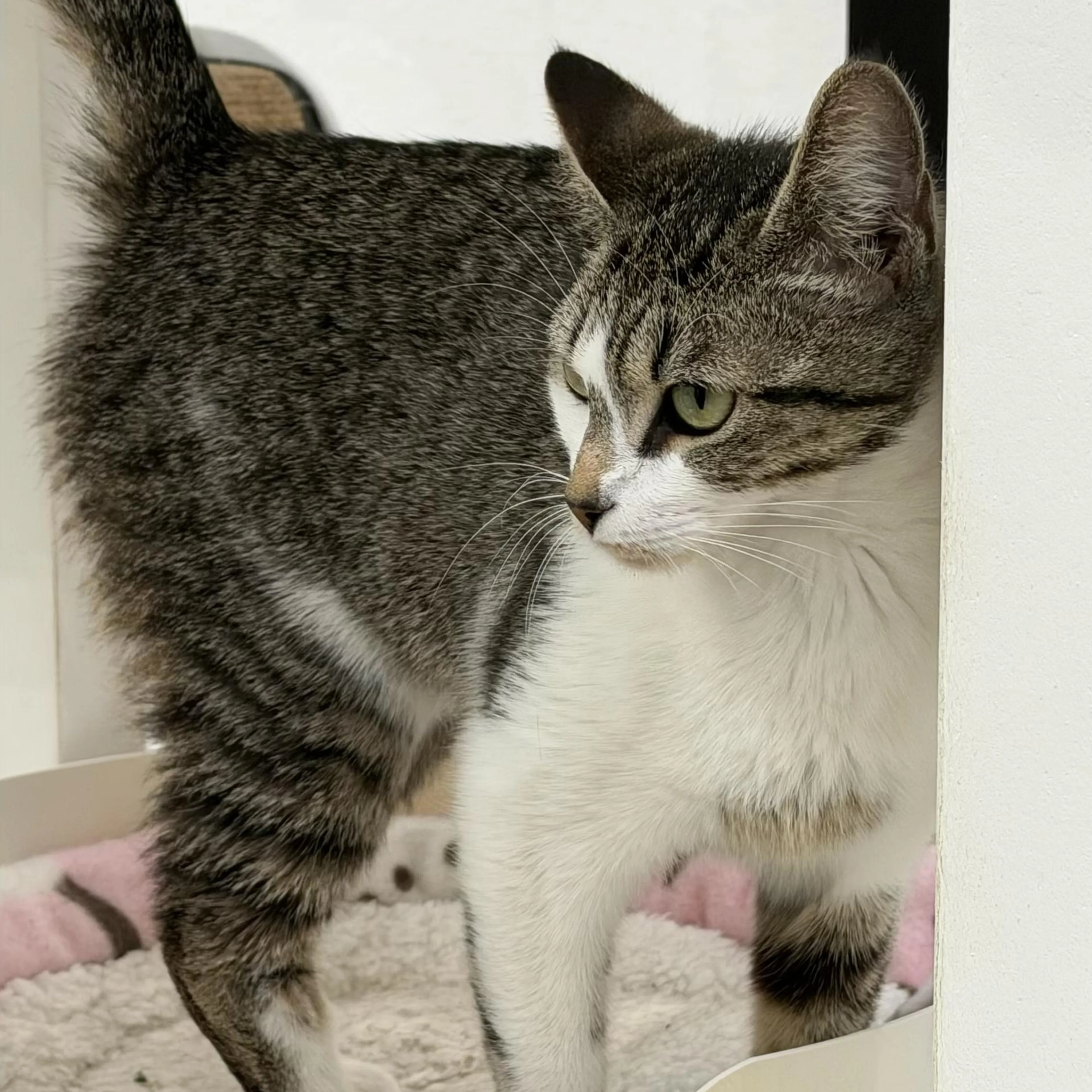 Found pet-2