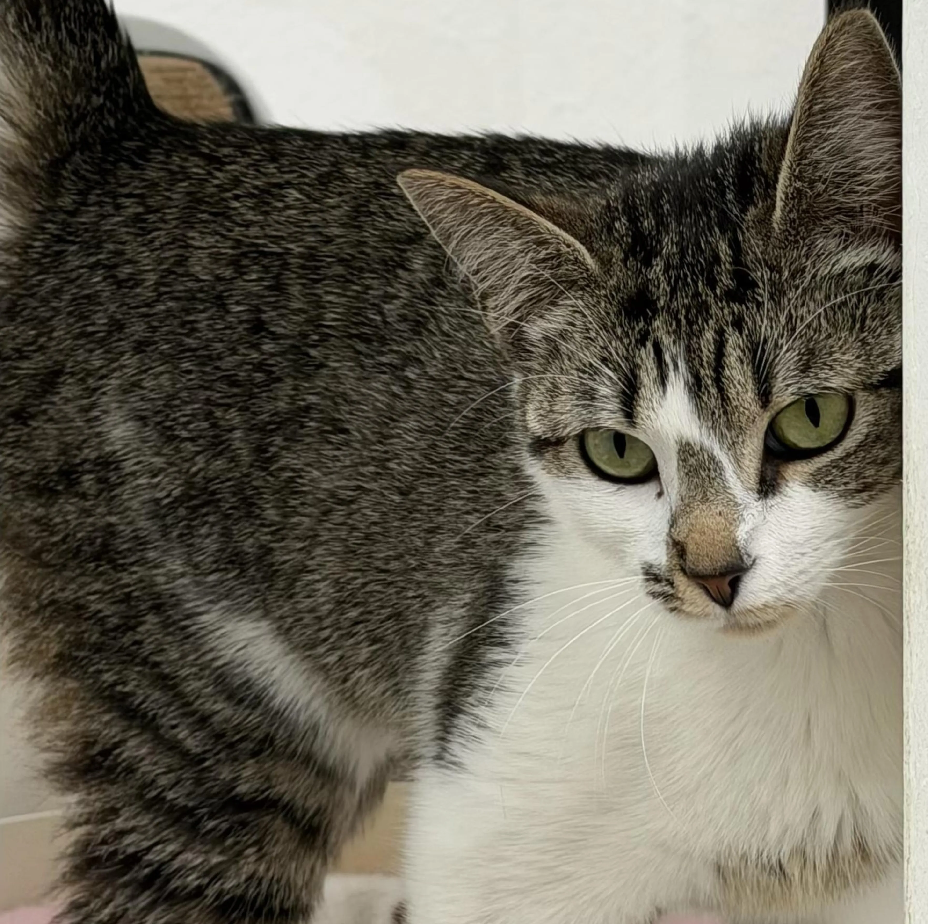 Found pet-3