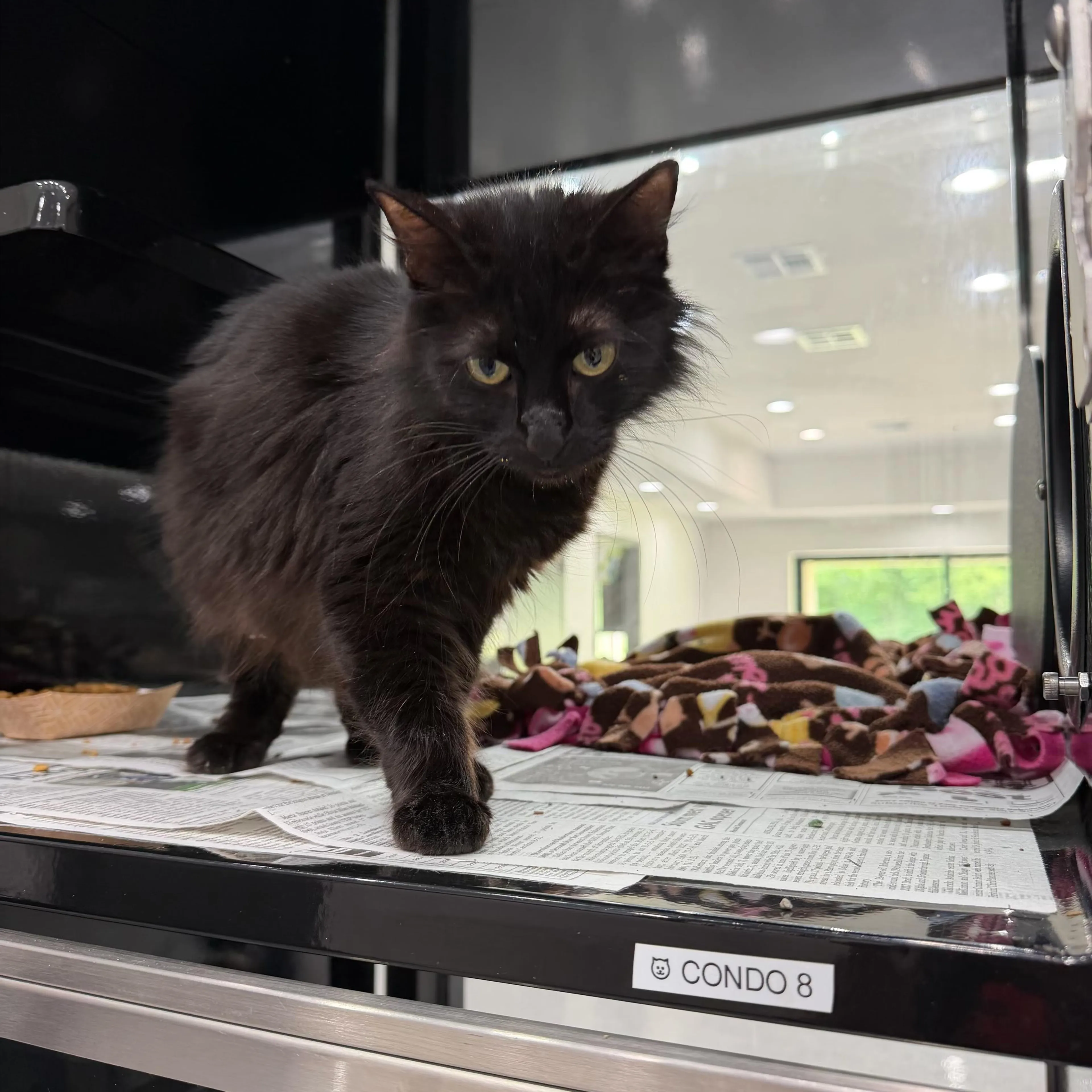 Found pet-1