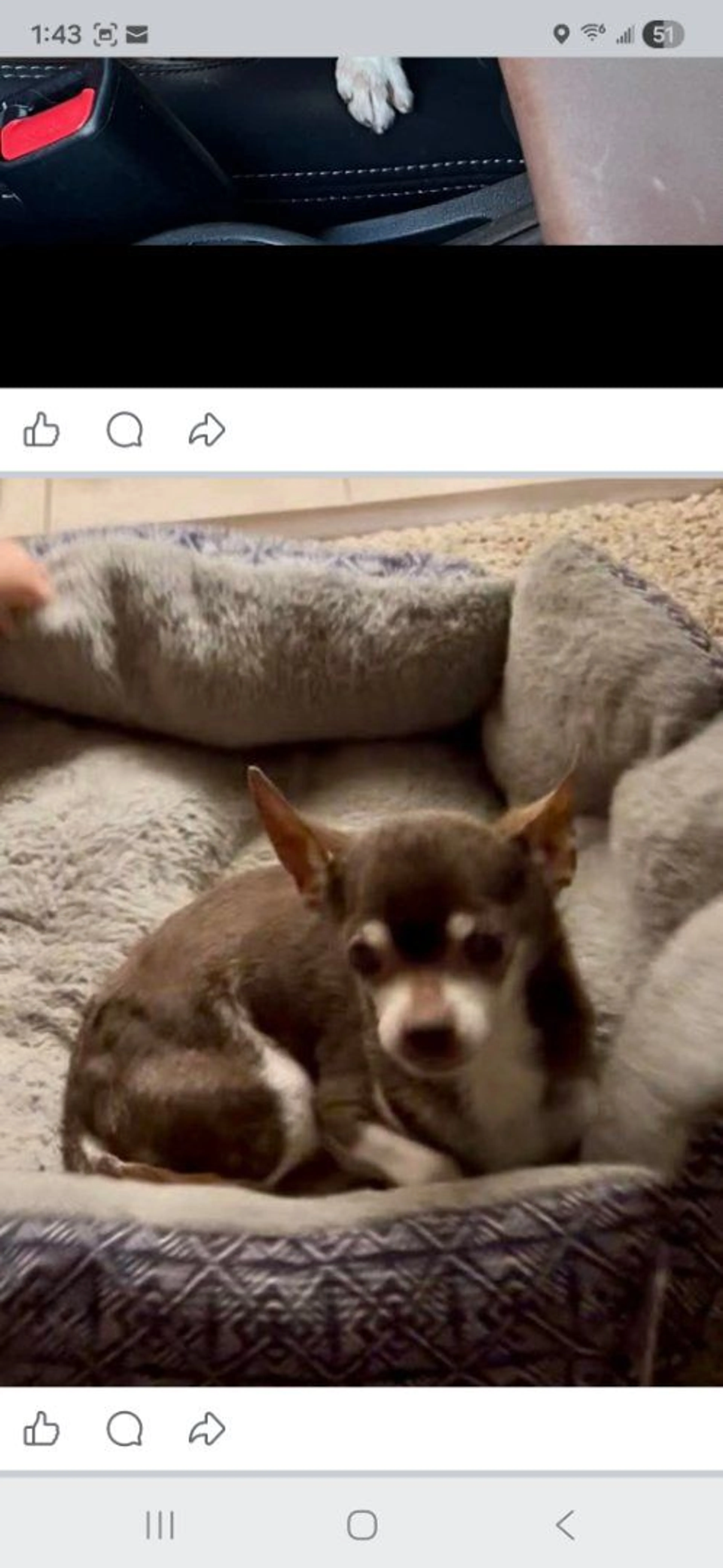 Lost pet-3