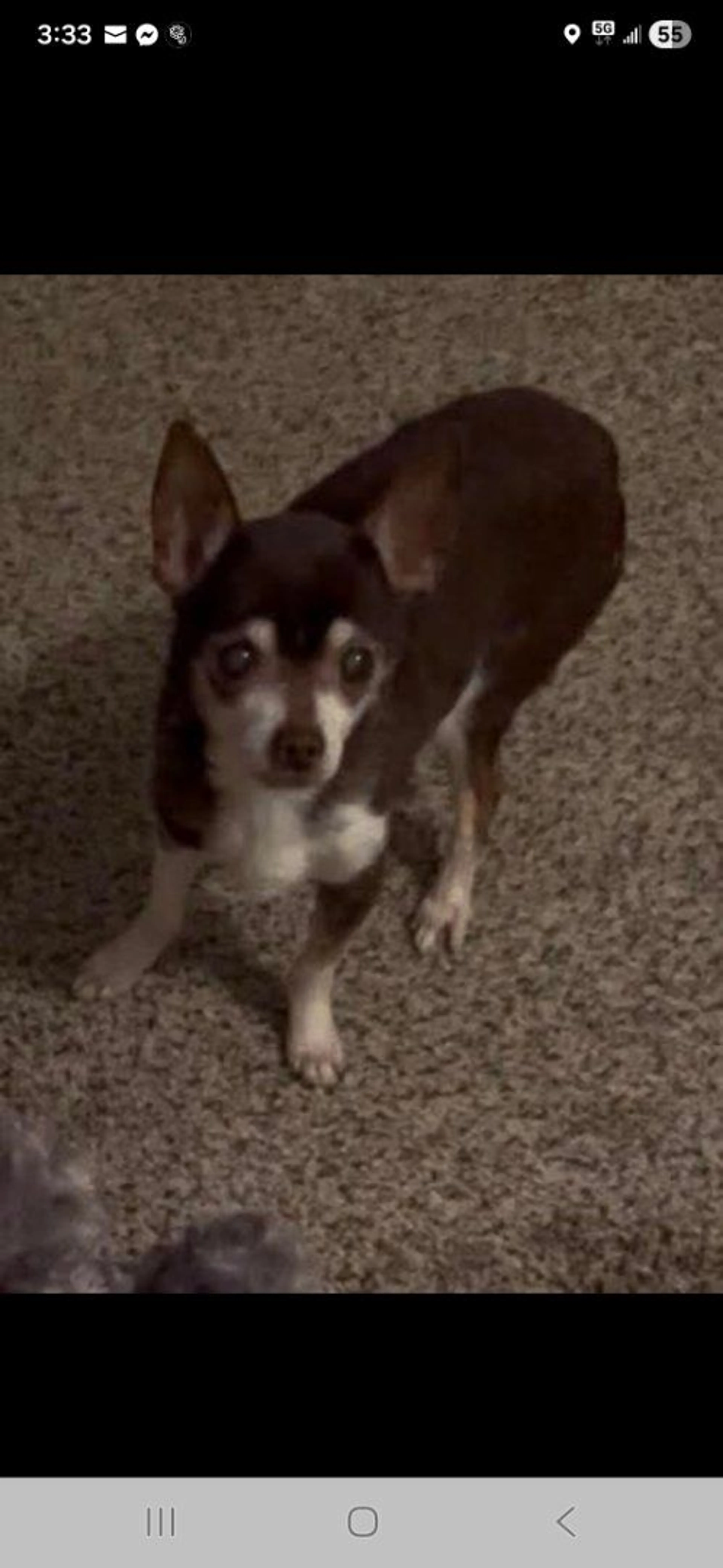Lost pet-1