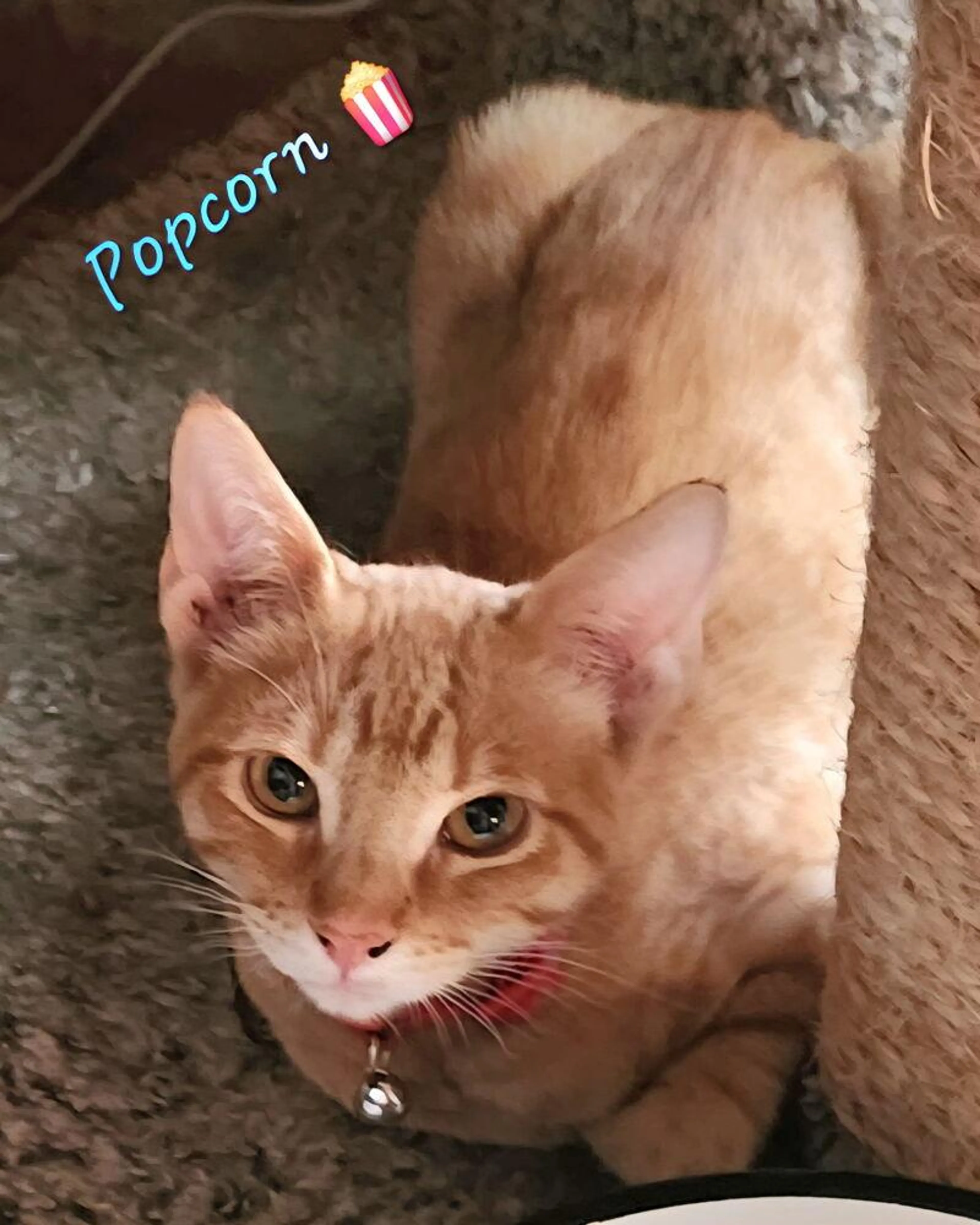 Found pet-1