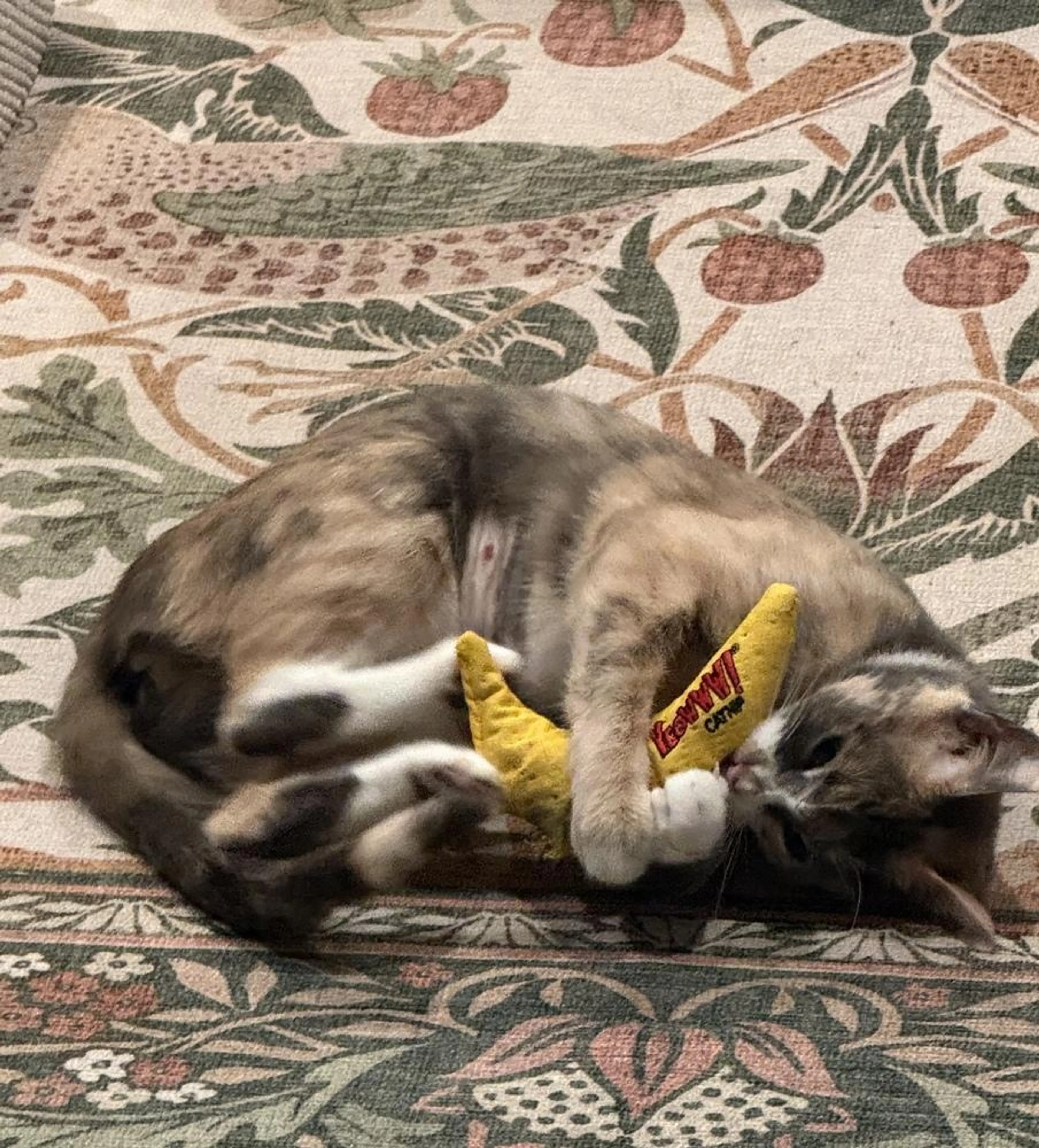 Found pet-1