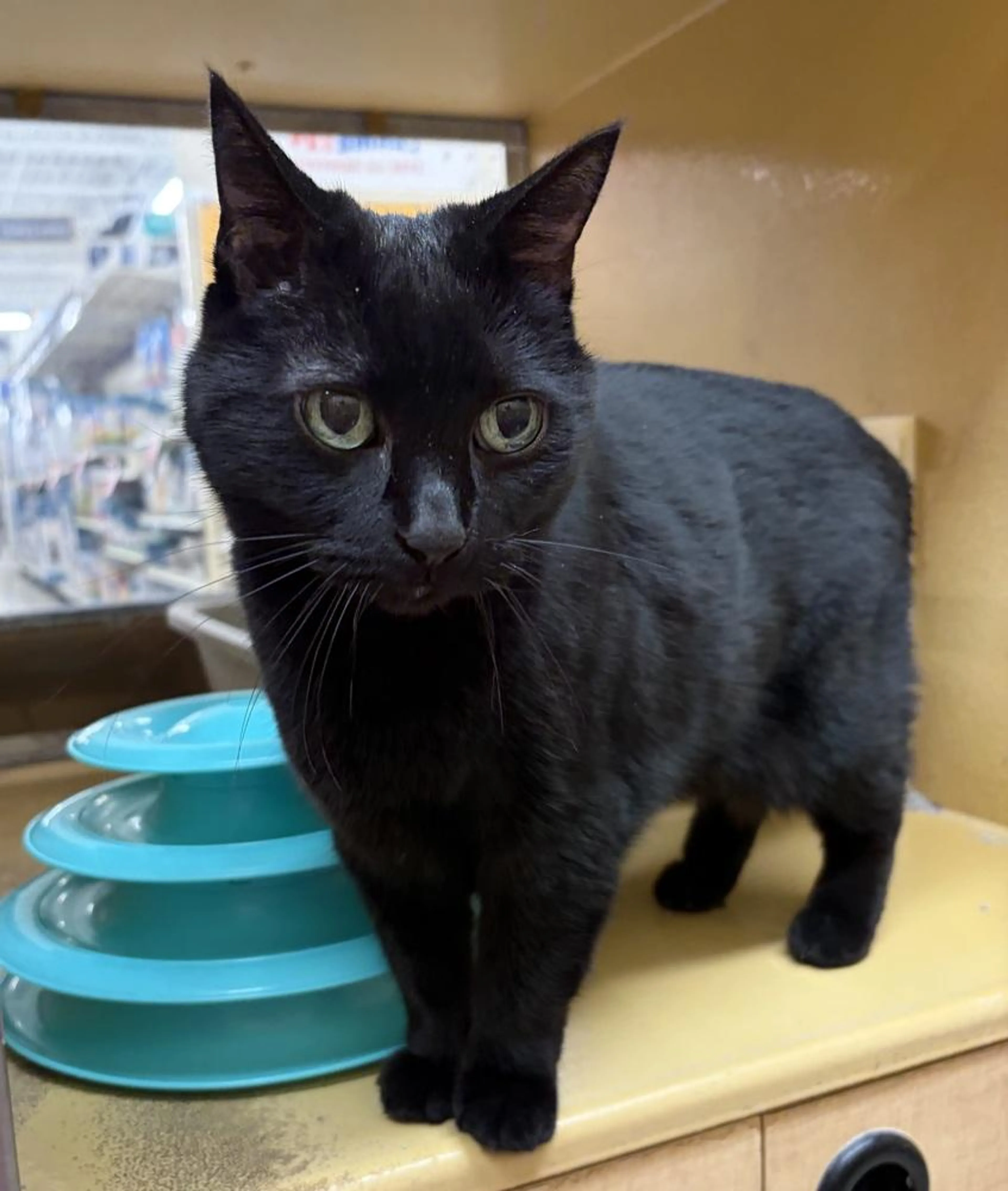 Found pet-1