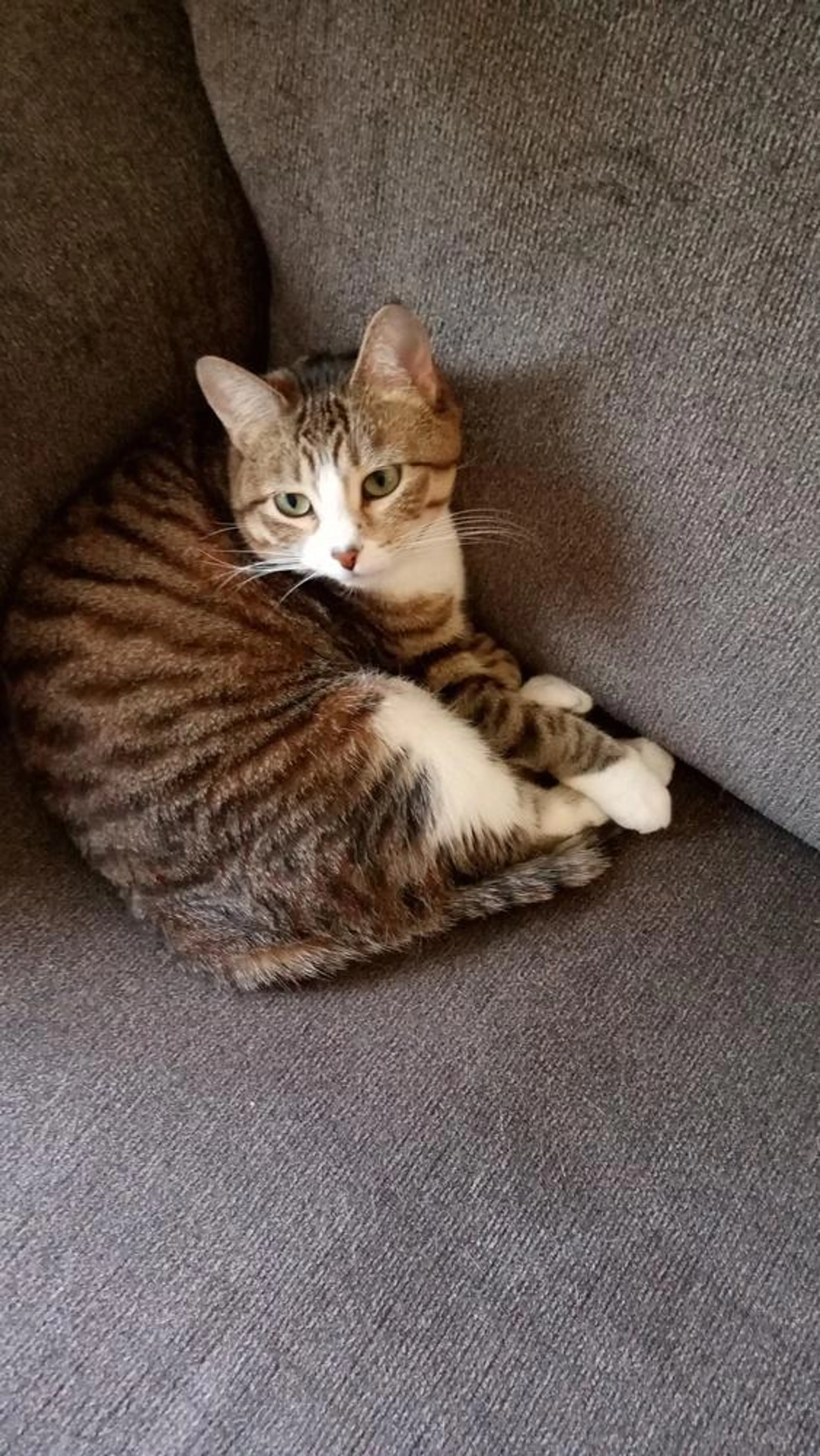 Found pet