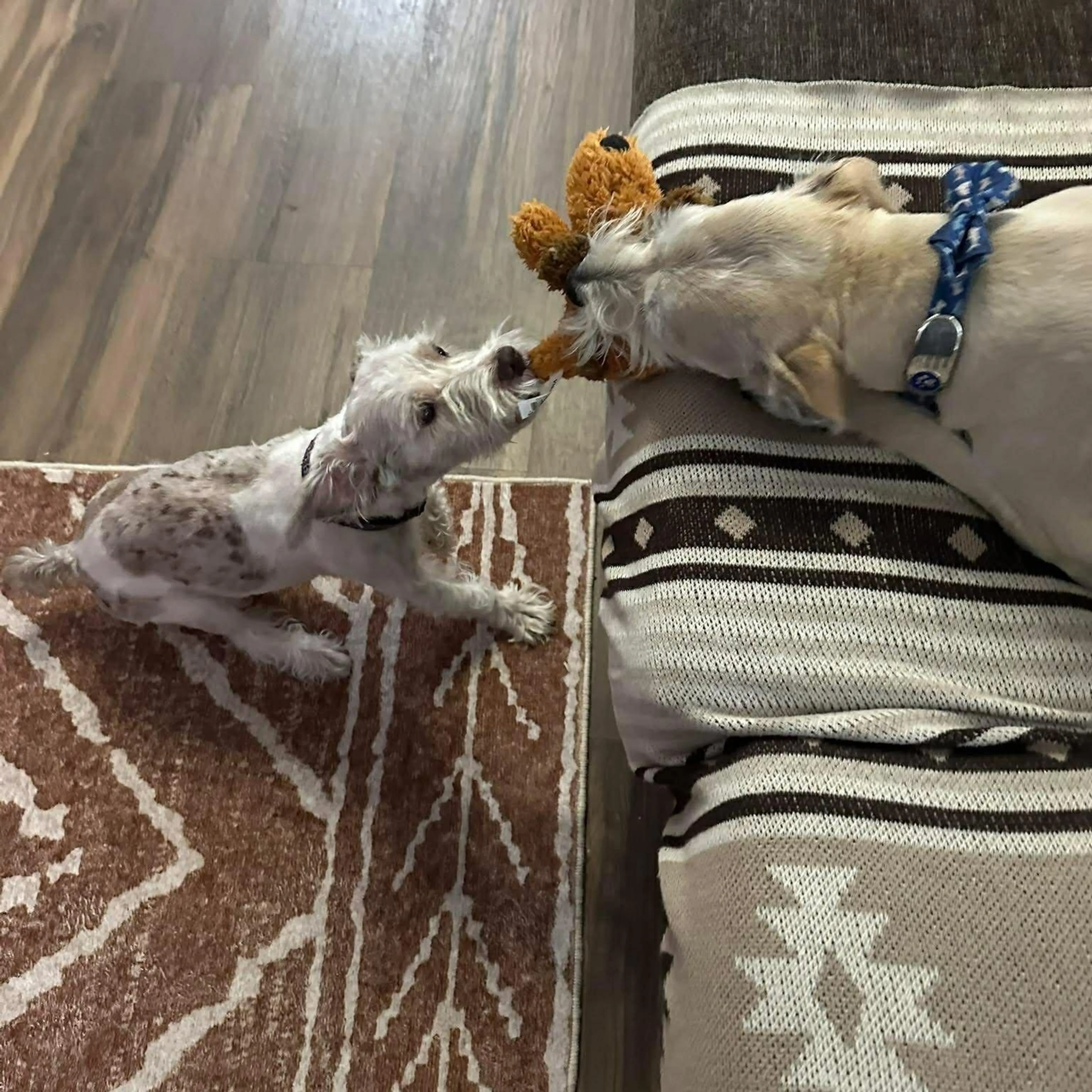 Found pet-2