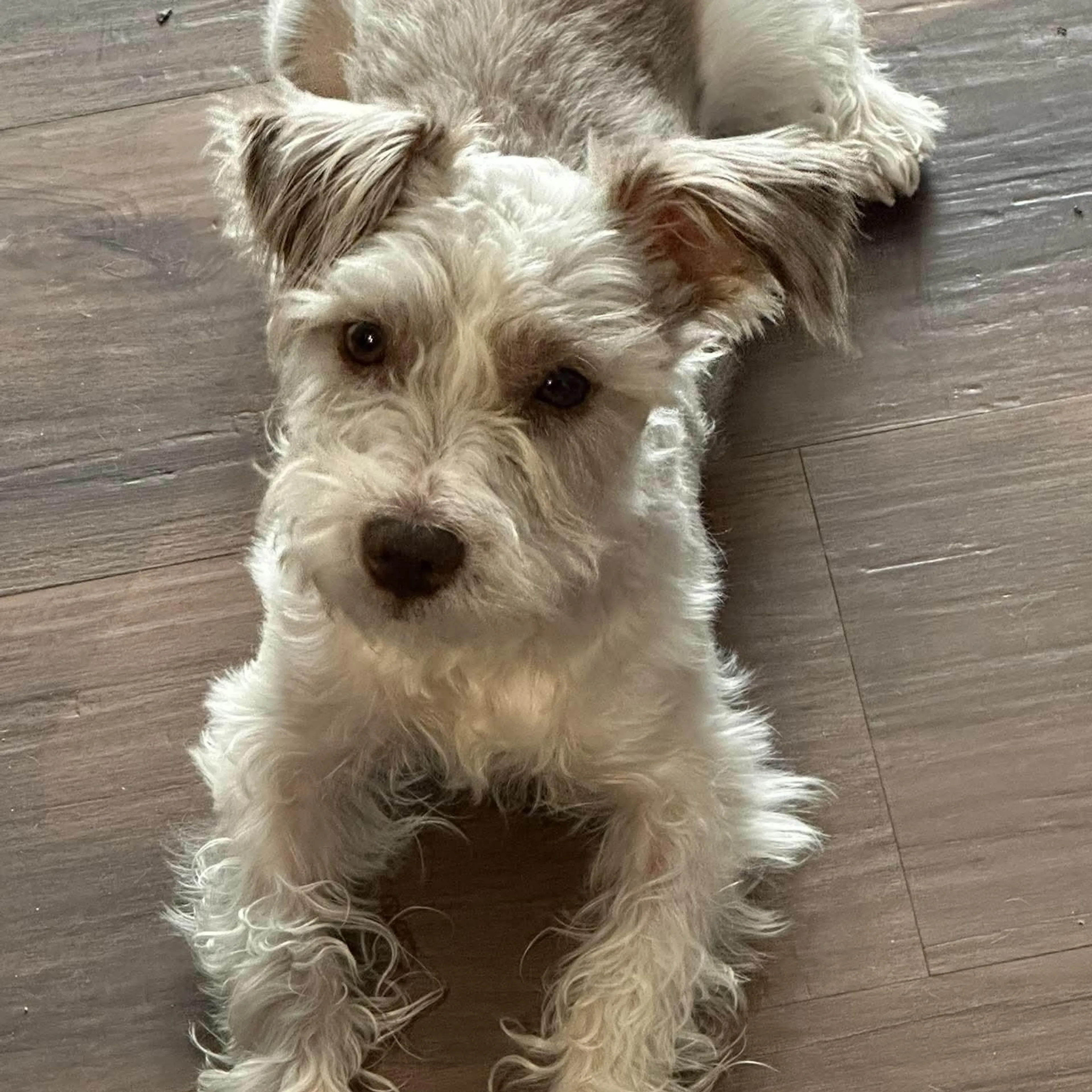 Found pet-3