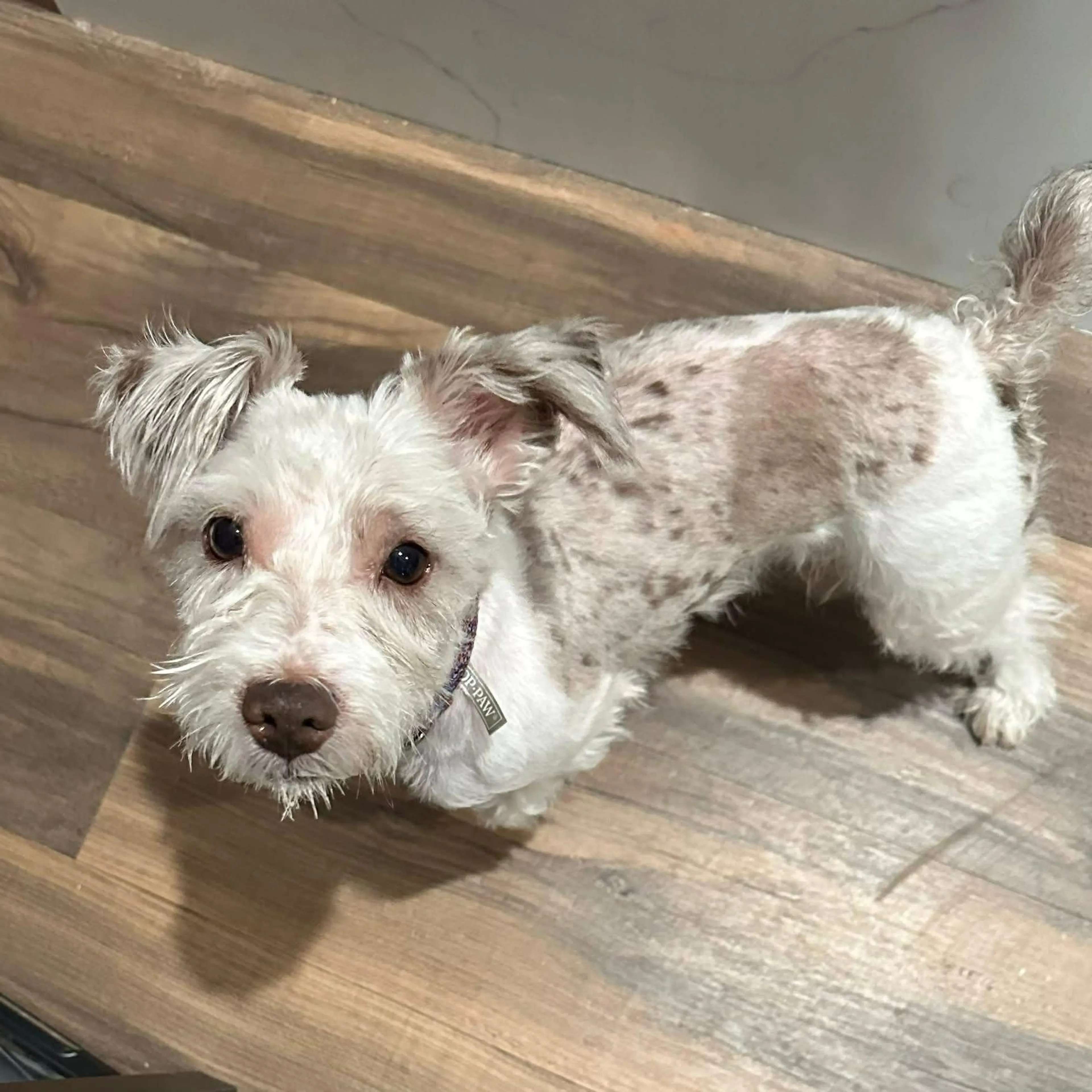 Found pet-0