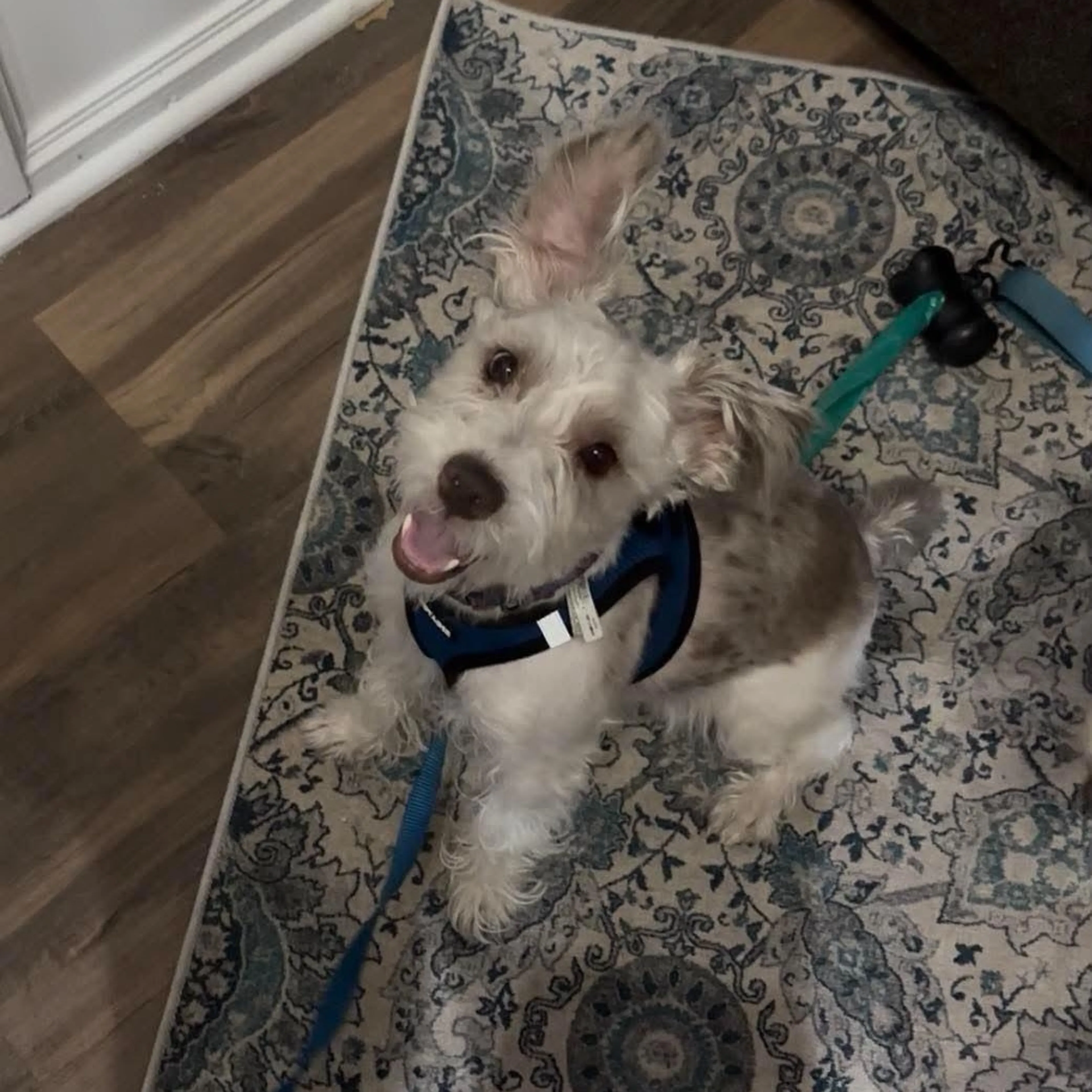 Found pet-1