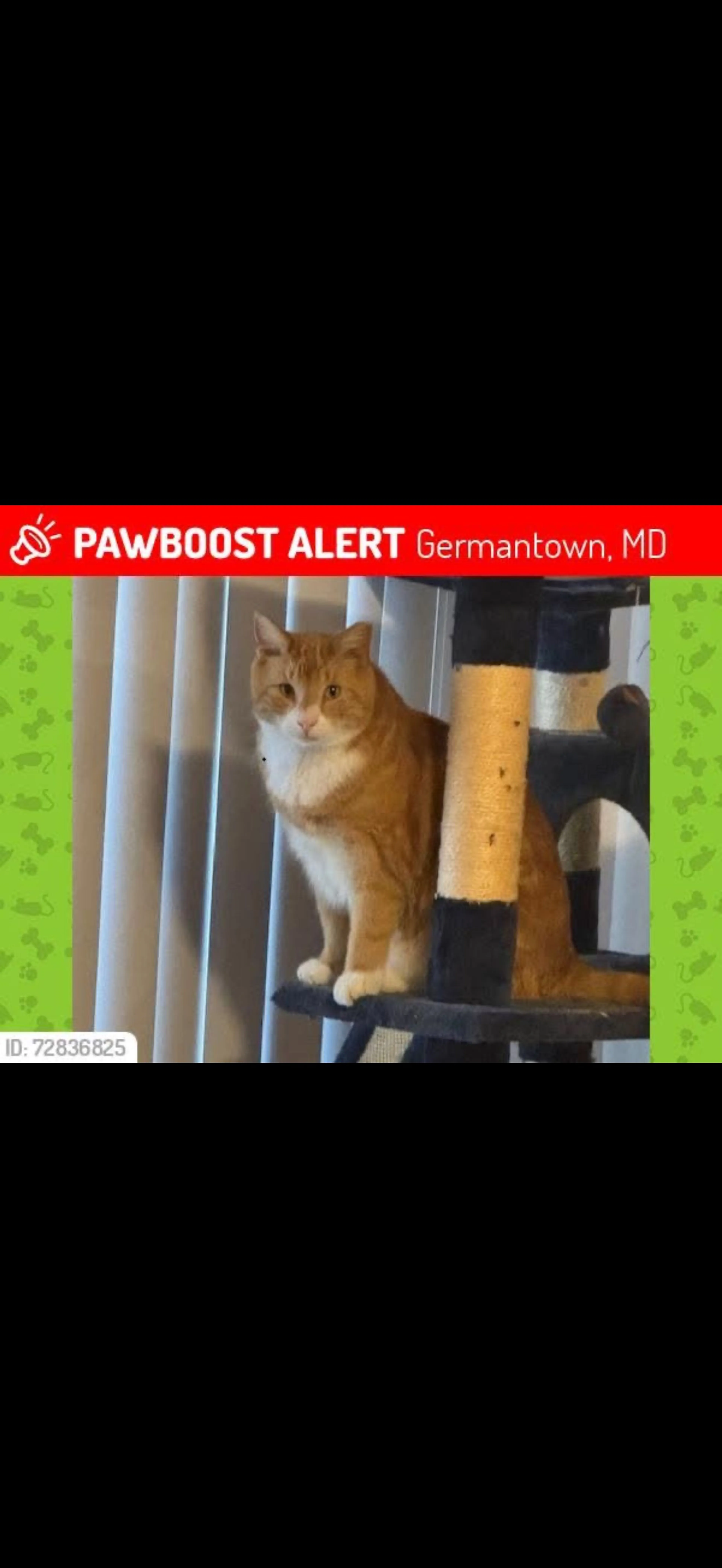 Lost pet
