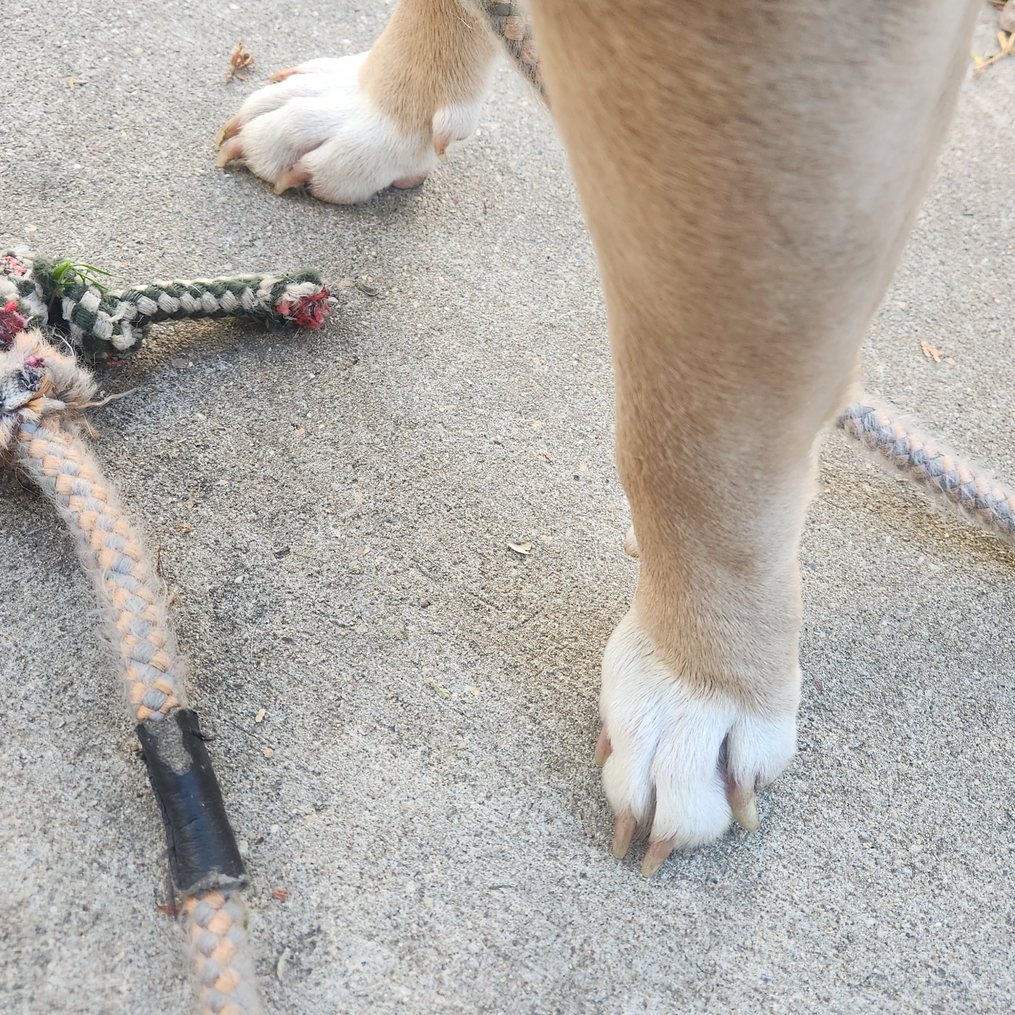 Found pet-3